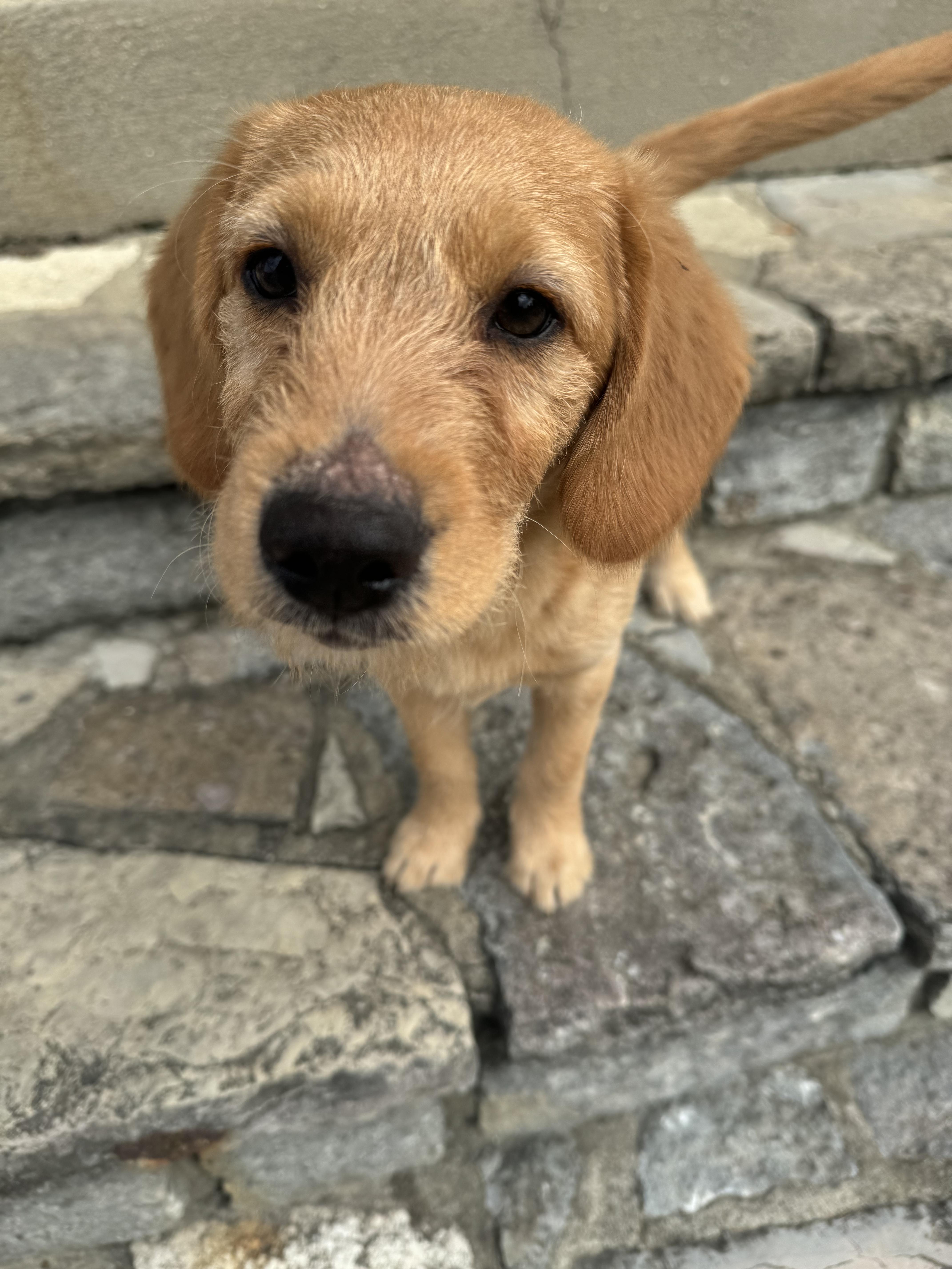 Enlarge Lake, a Adopted mixed breed in Cincinnati, OH image 4/6