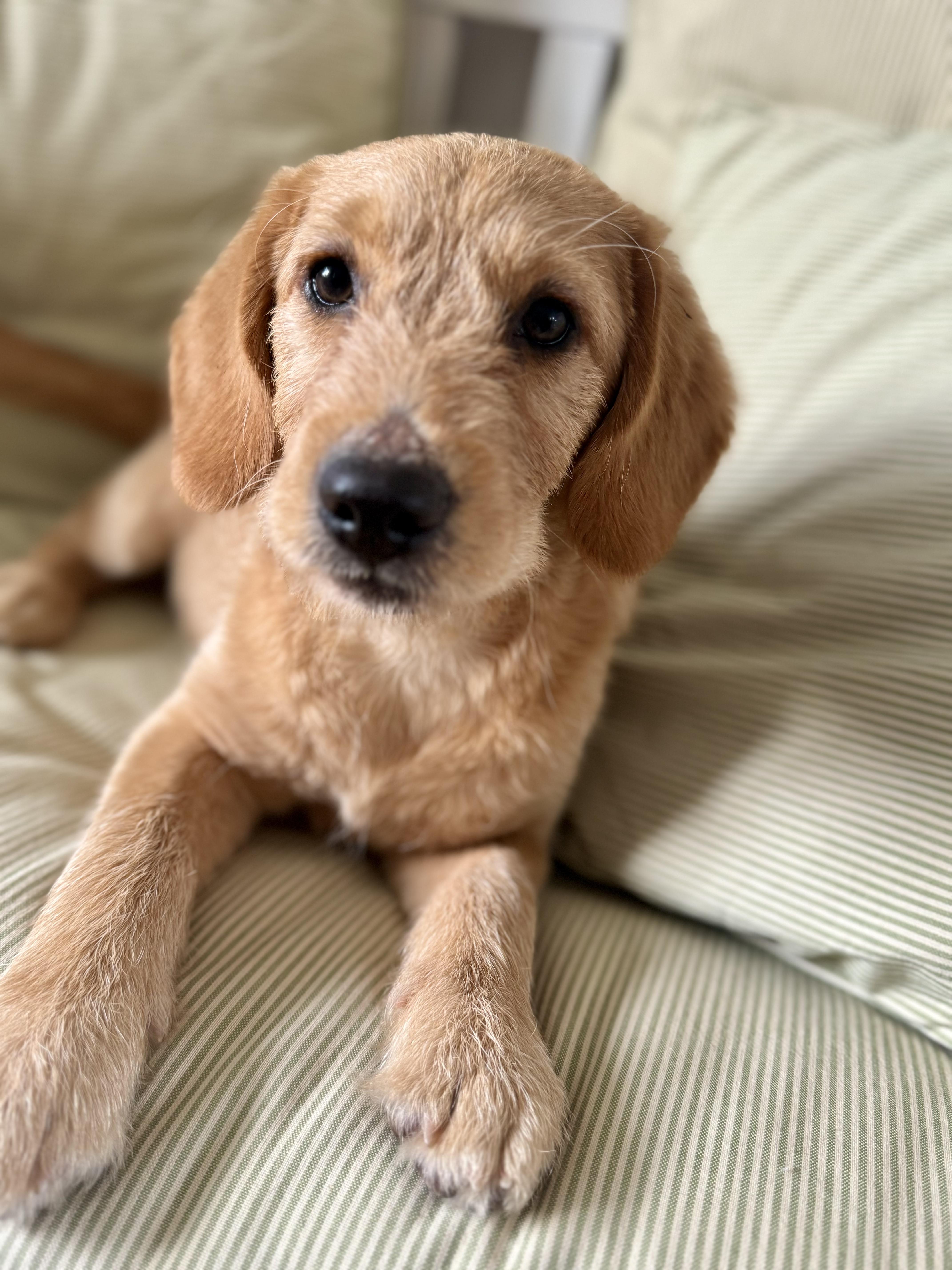 Enlarge Lake, a Adopted mixed breed in Cincinnati, OH image 5/6