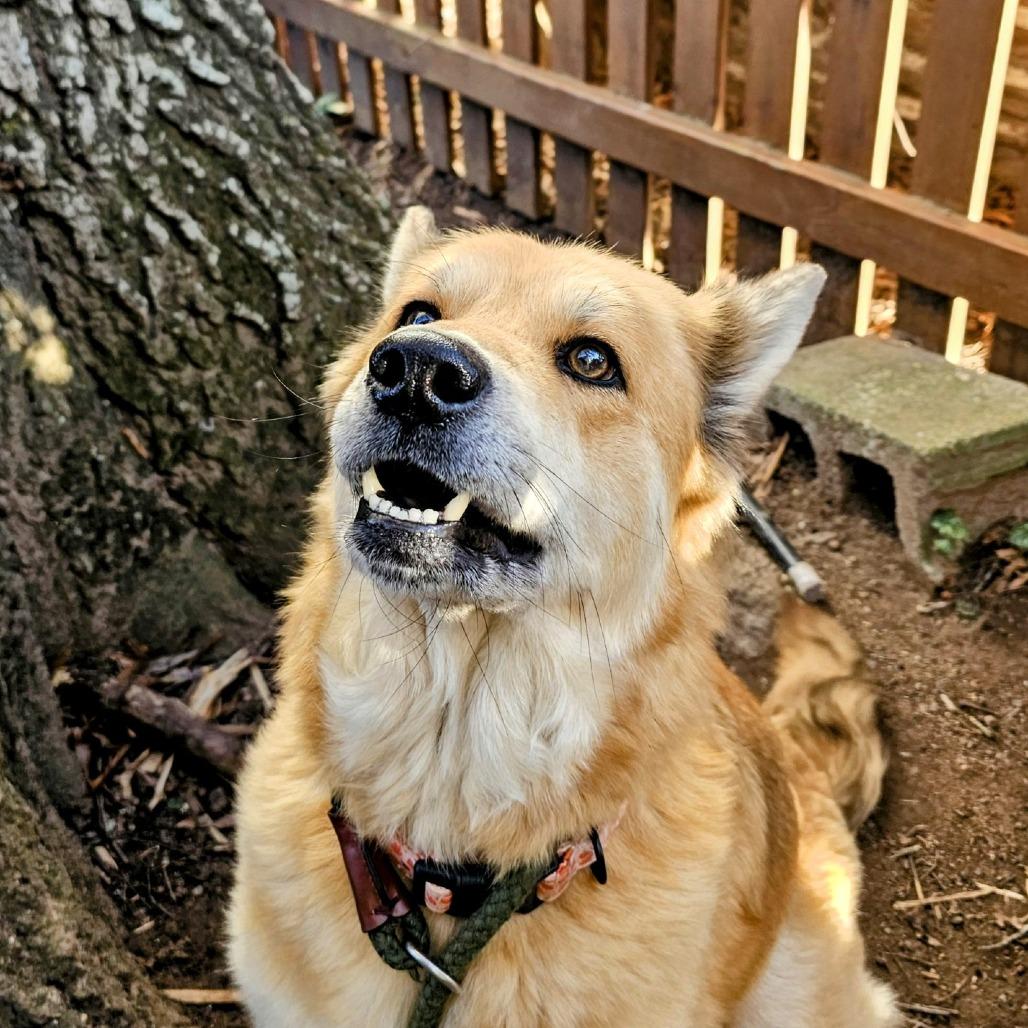 Enlarge Jenga, a Adoptable Shepherd in Wake Forest, NC image 1/6
