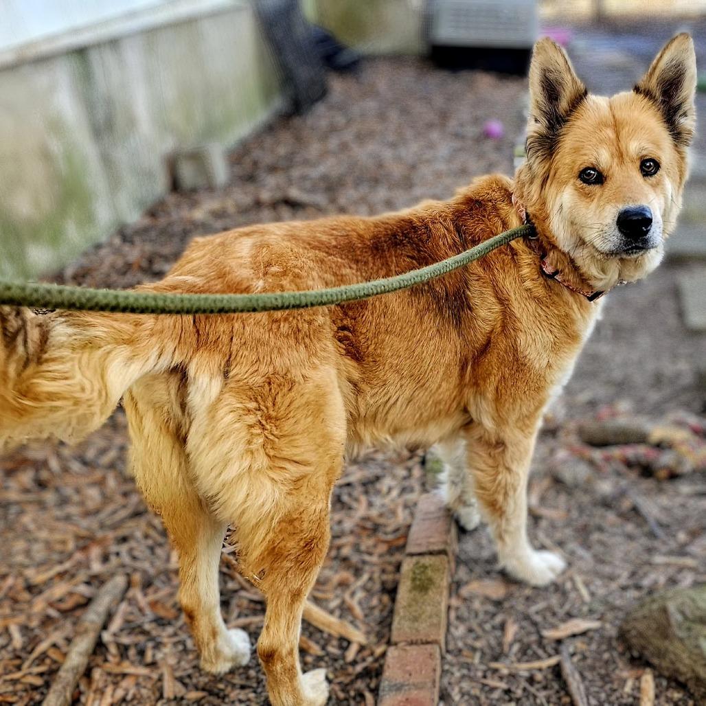 Enlarge Jenga, a Adoptable Shepherd in Wake Forest, NC image 2/6
