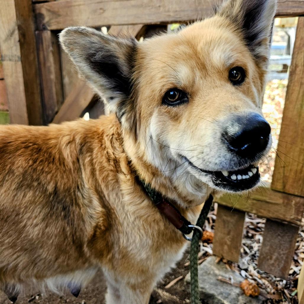 Enlarge Jenga, a Adoptable Shepherd in Wake Forest, NC image 3/6