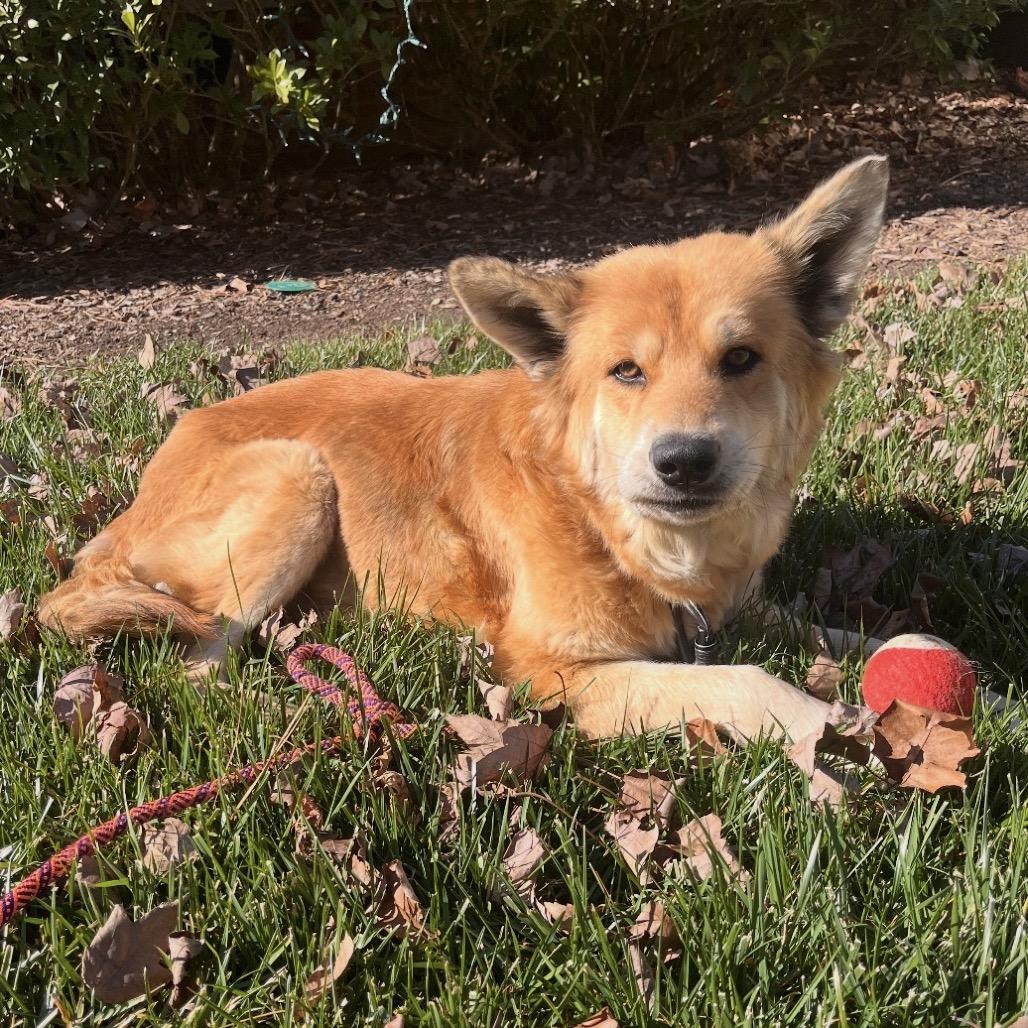 Enlarge Jenga, a Adoptable Shepherd in Wake Forest, NC image 4/6