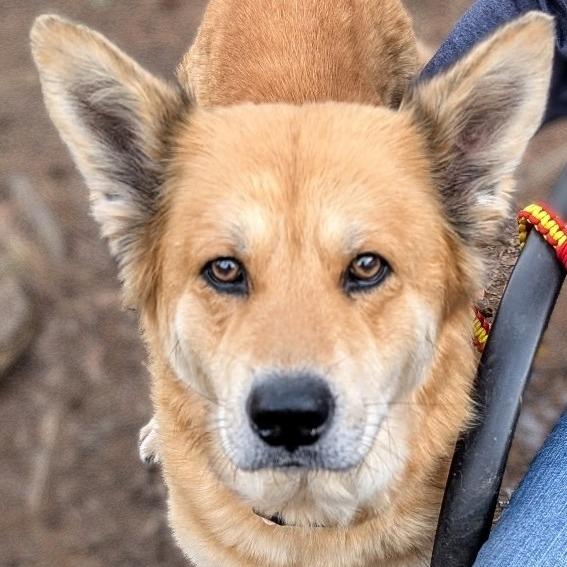 Enlarge Jenga, a Adoptable Shepherd in Wake Forest, NC image 5/6