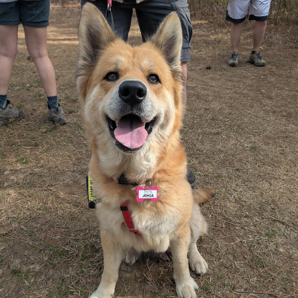 Enlarge Jenga, a Adoptable Shepherd in Wake Forest, NC image 6/6