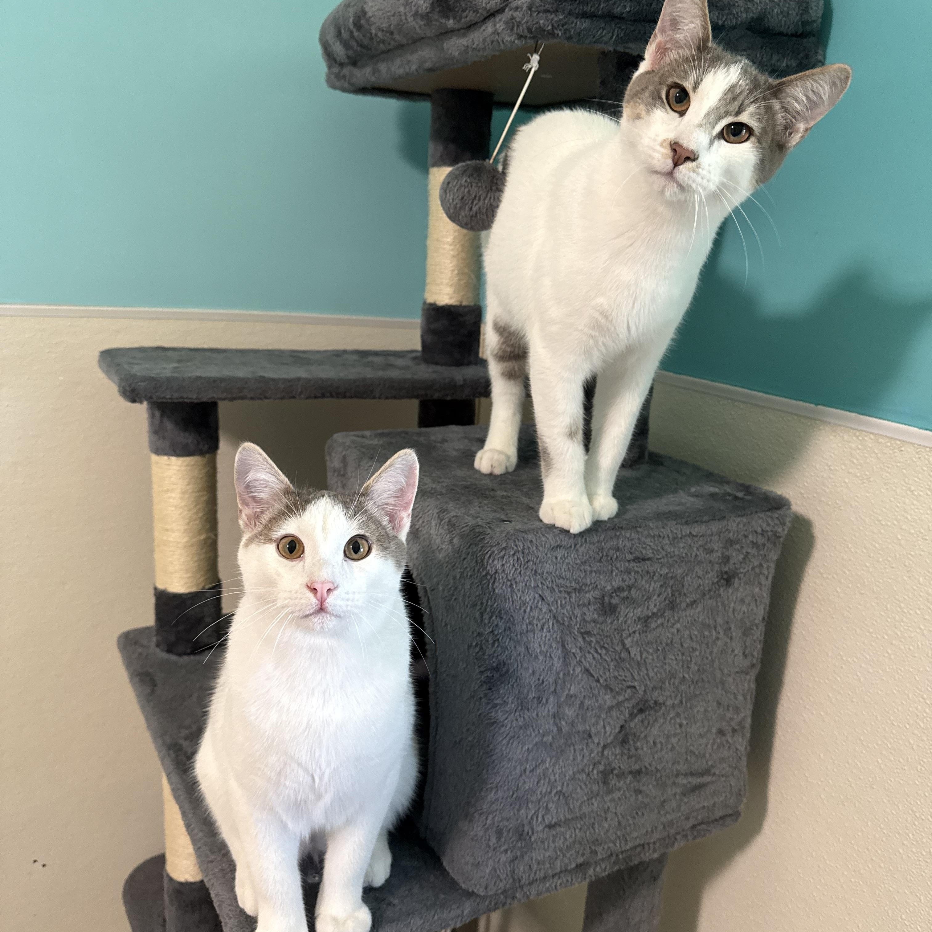 Murphy, Adoptable, Kitten Male Domestic Short Hair.