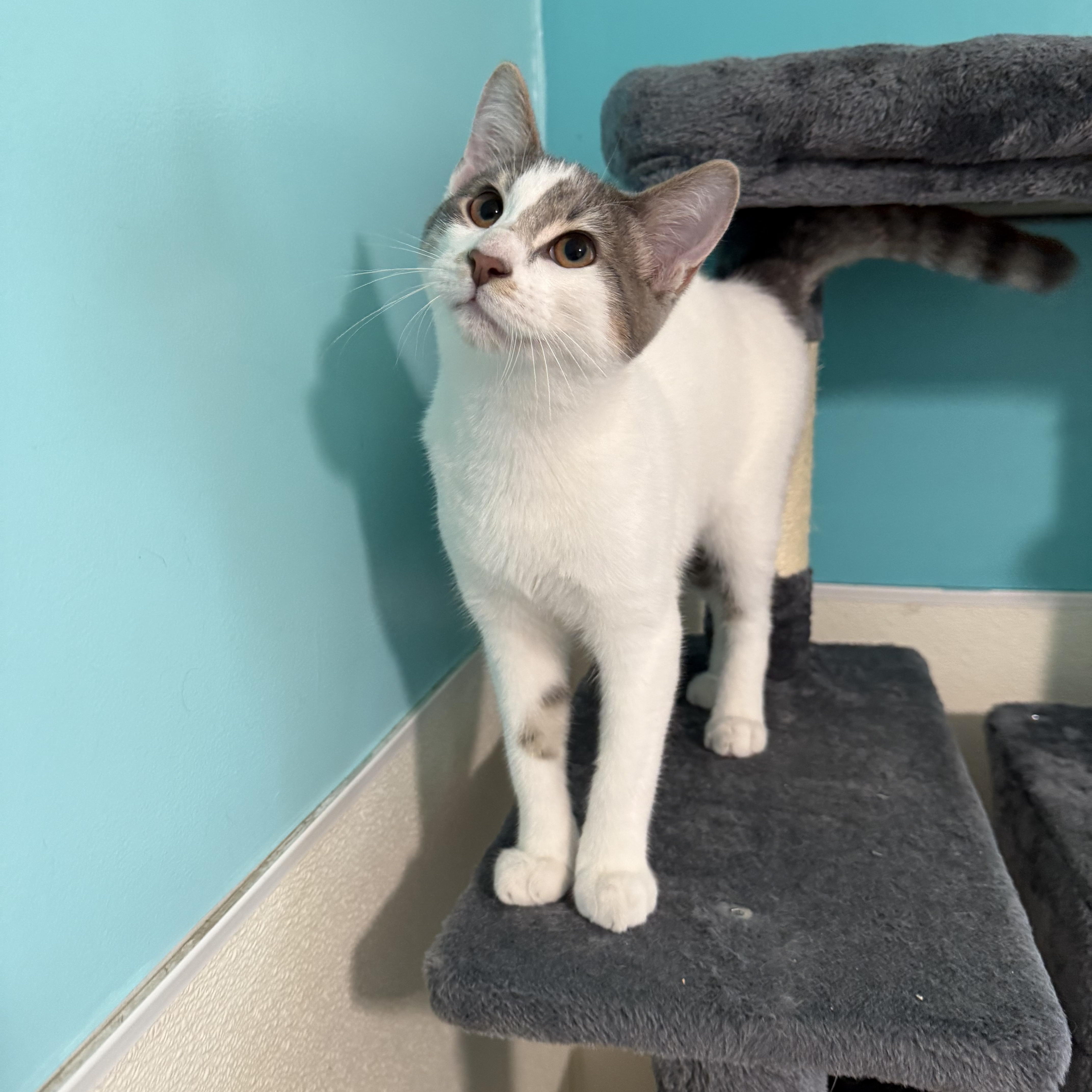 Murphy, a Adoptable Domestic Short Hair in Lincoln, IL image 3/3