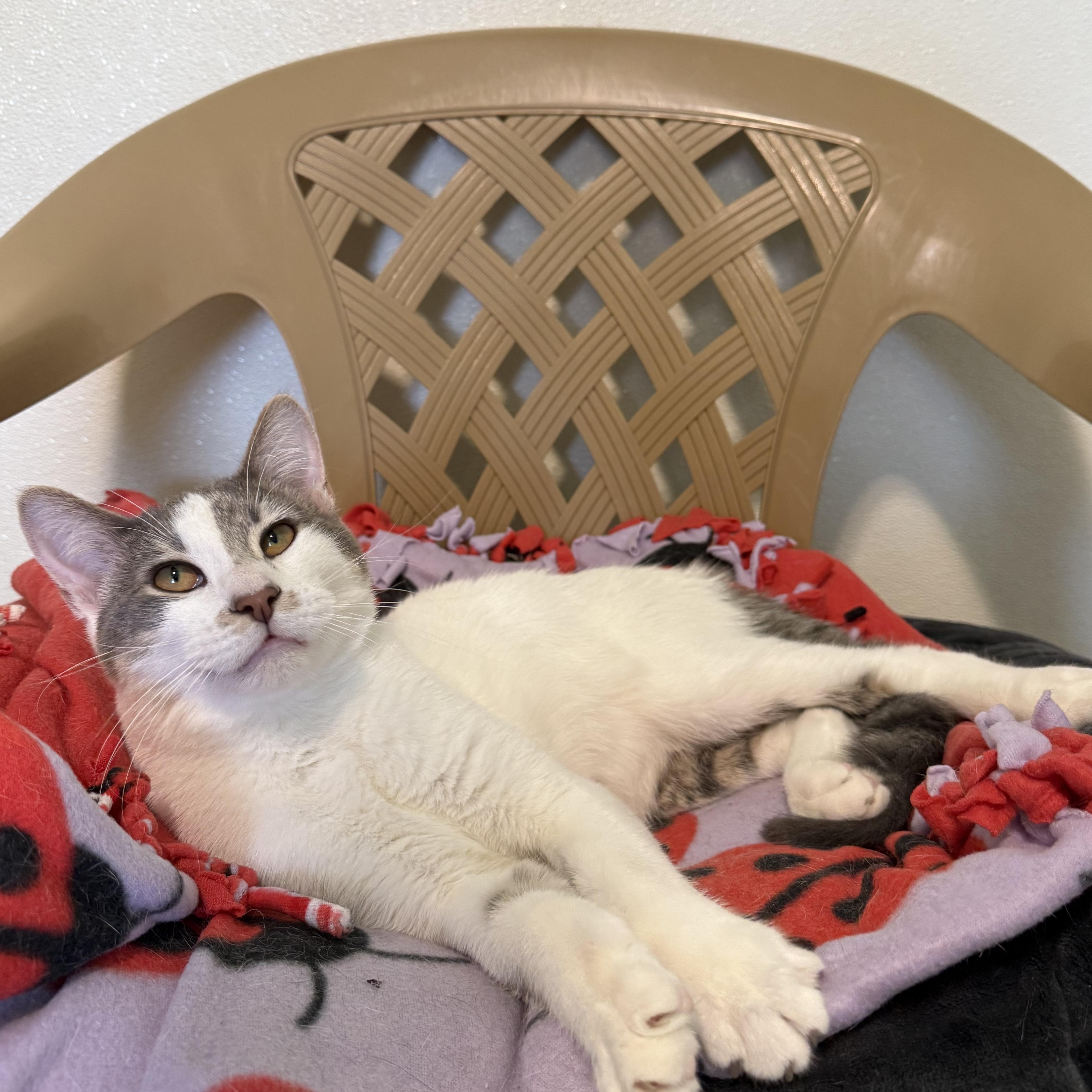 Murphy, a Adoptable Domestic Short Hair in Lincoln, IL image 1/3