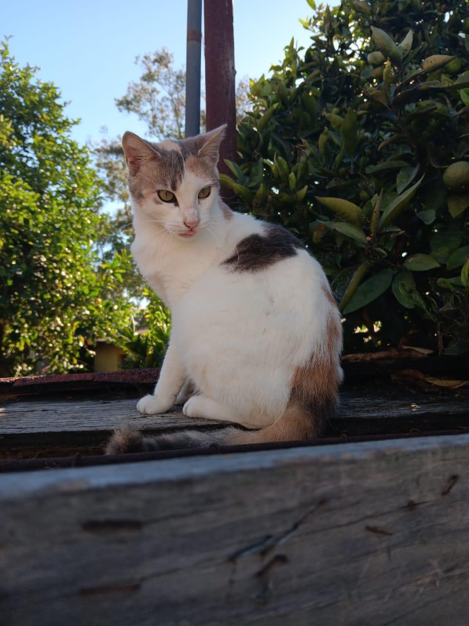 Enlarge Reny, a ADOPTABLE American Shorthair in Tijuana, BCN image 1/2