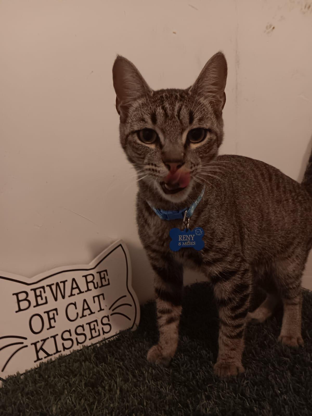 Reny, ADOPTABLE, Young Male American Shorthair.