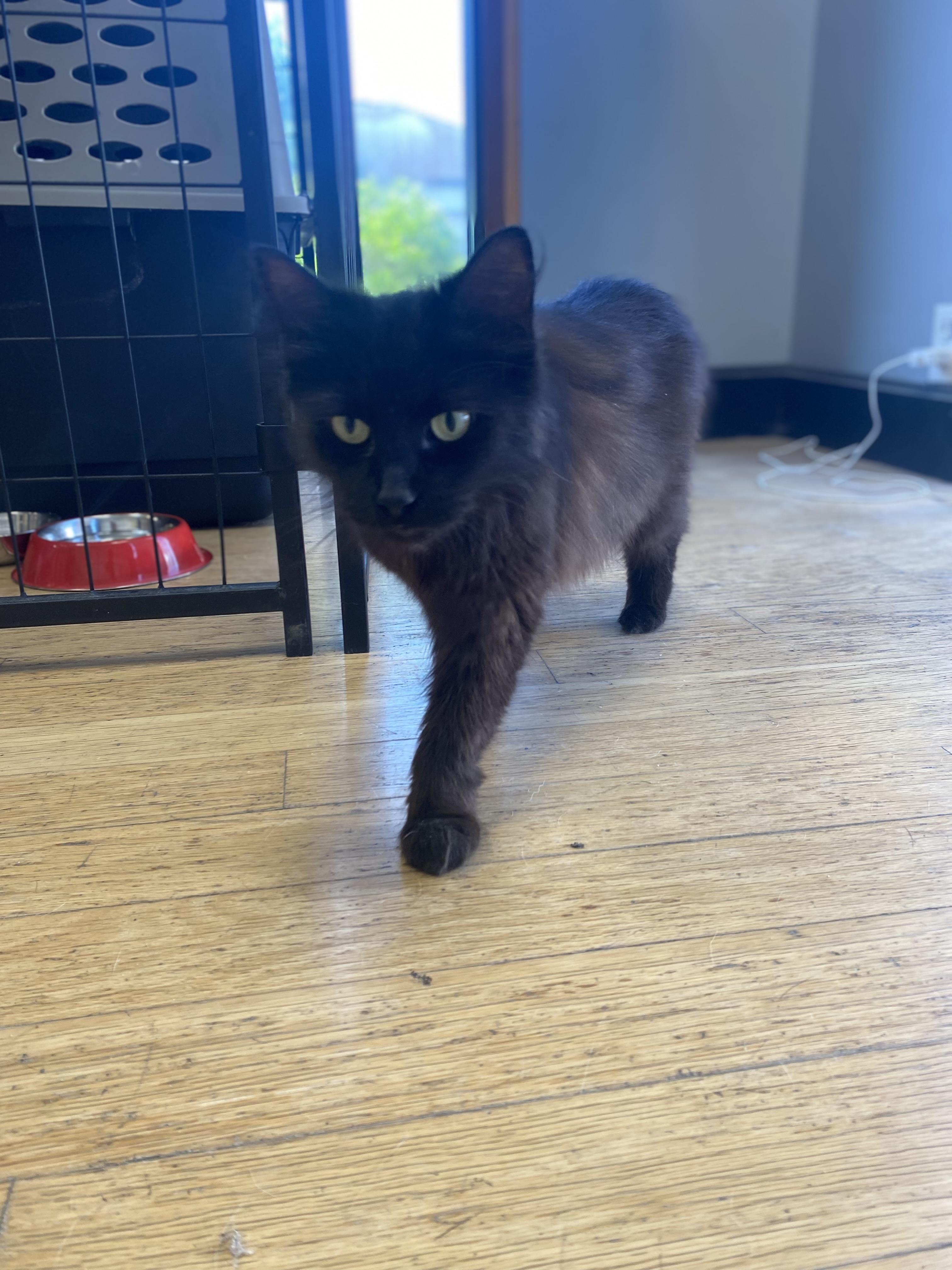 Sparrow, a Adopted Domestic Long Hair in Columbus, OH image 3/4