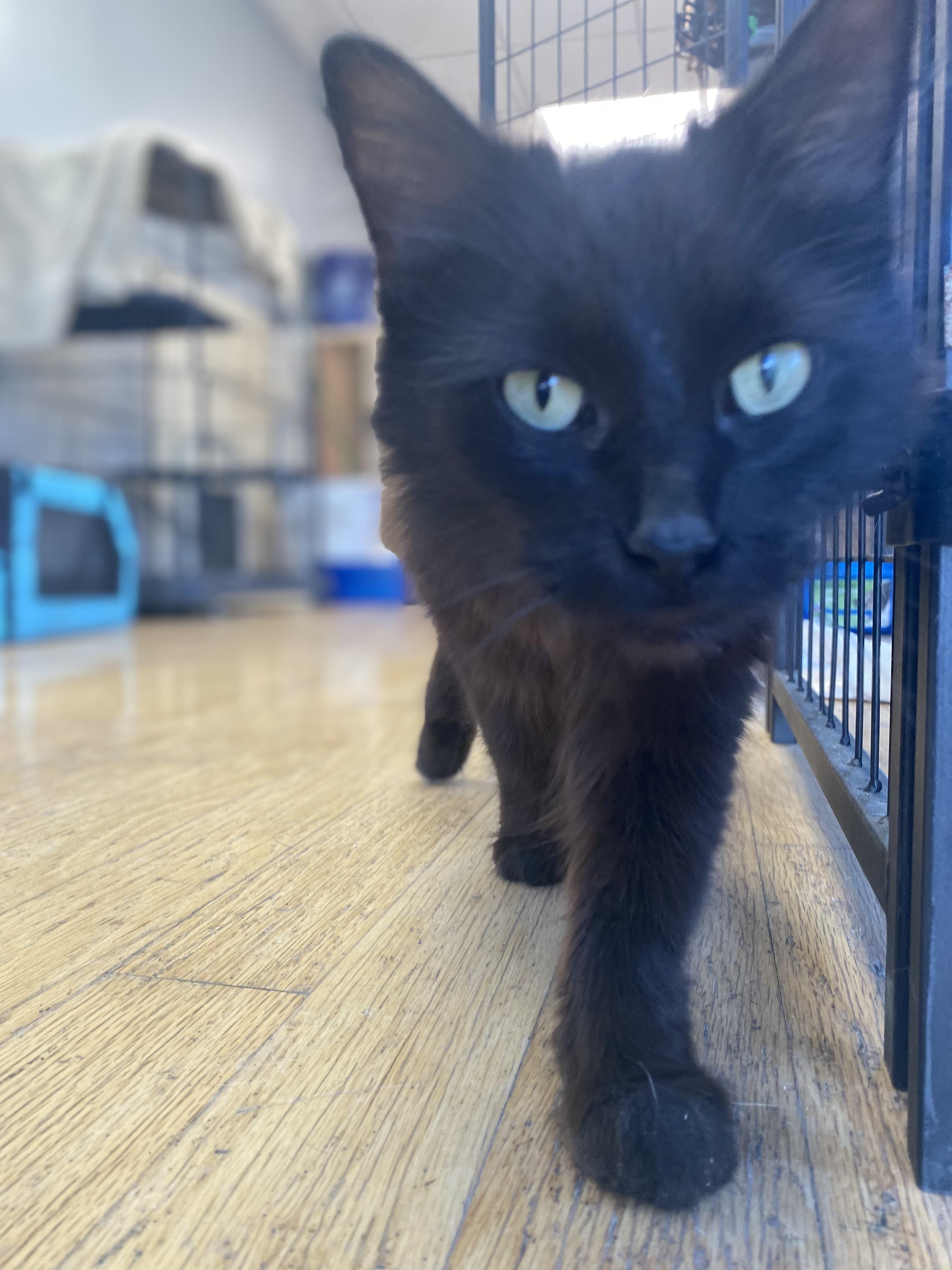 Sparrow, a Adopted Domestic Long Hair in Columbus, OH image 4/4