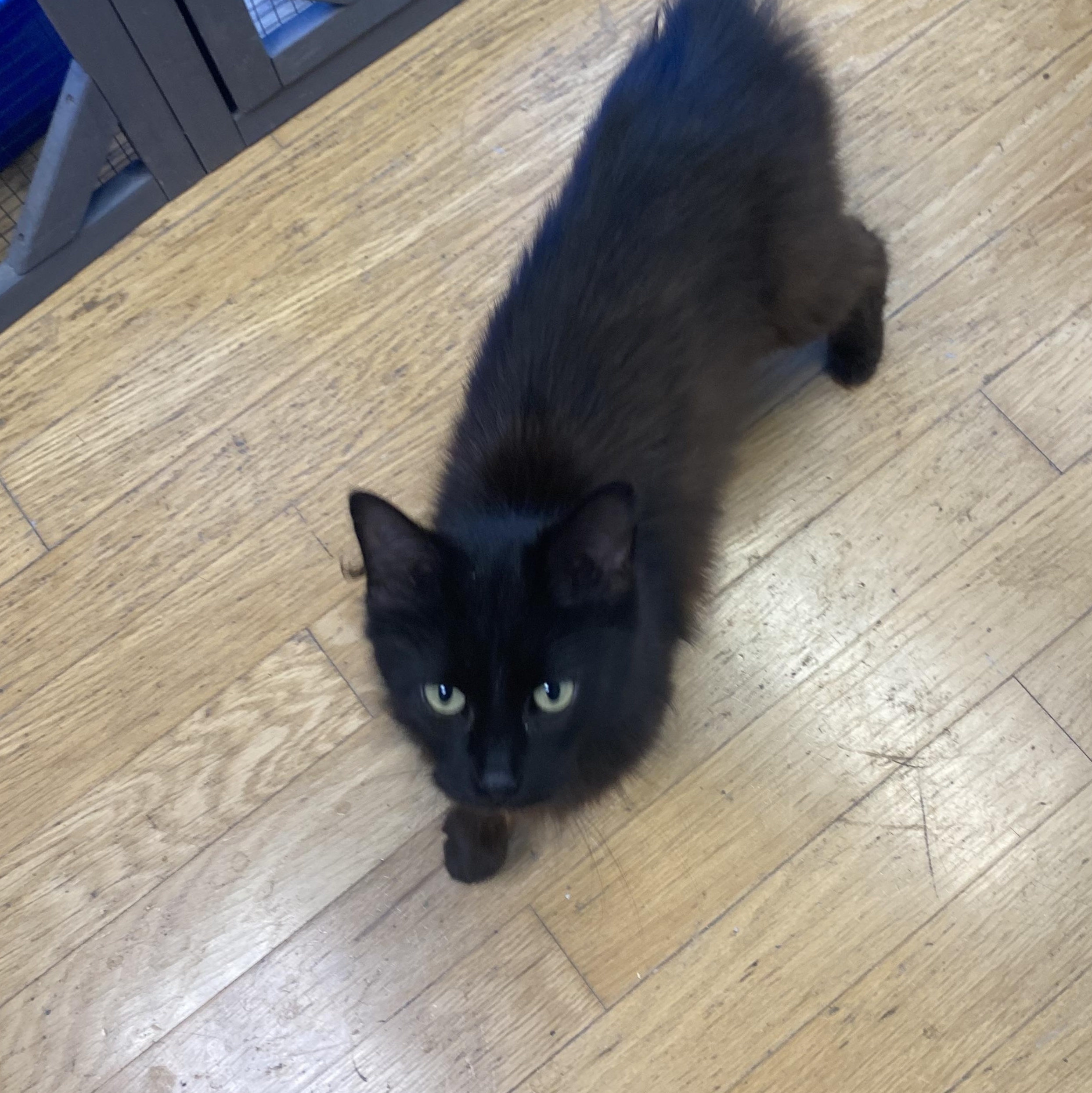 Sparrow, a Adopted Domestic Long Hair in Columbus, OH image 2/4