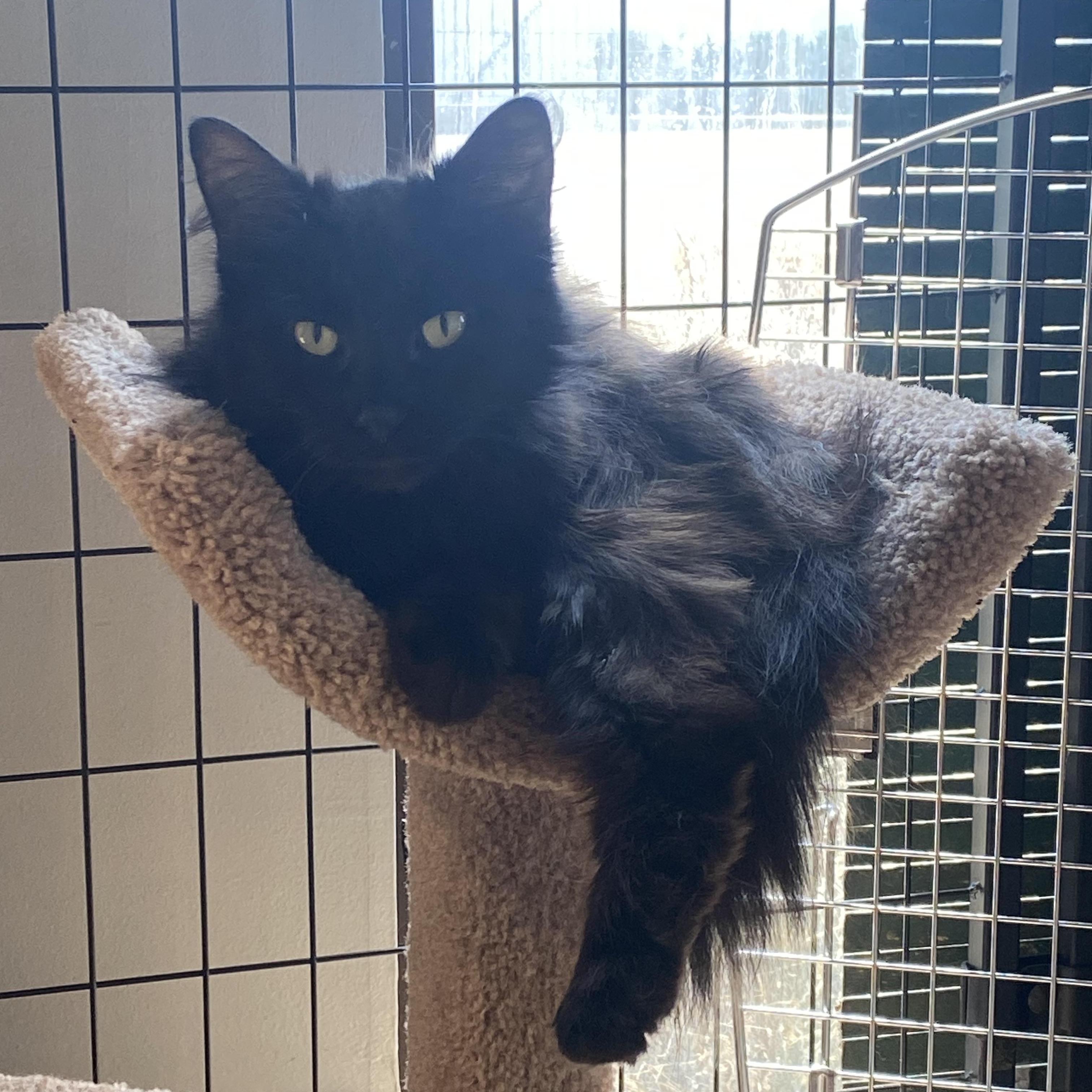 Sparrow, a Adopted Domestic Long Hair in Columbus, OH image 1/4