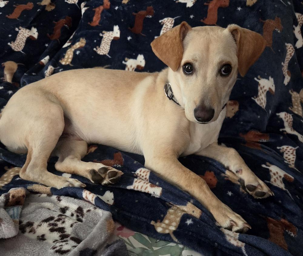 Romeo (26-028 D), Adoptable, Puppy Male Mixed Breed.