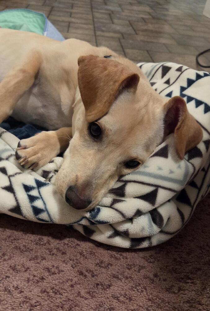 Romeo (26-028 D), a Adoptable mixed breed in Lansing, MI image 5/6