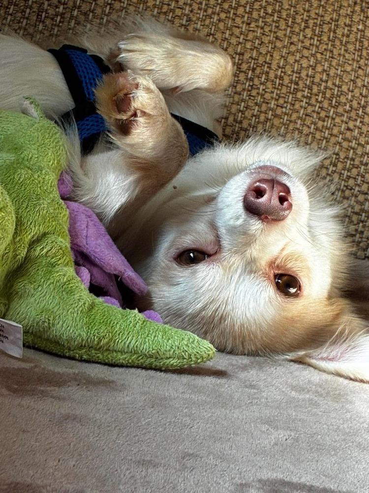 Angelo, Adoptable, Adult Male Pomeranian.