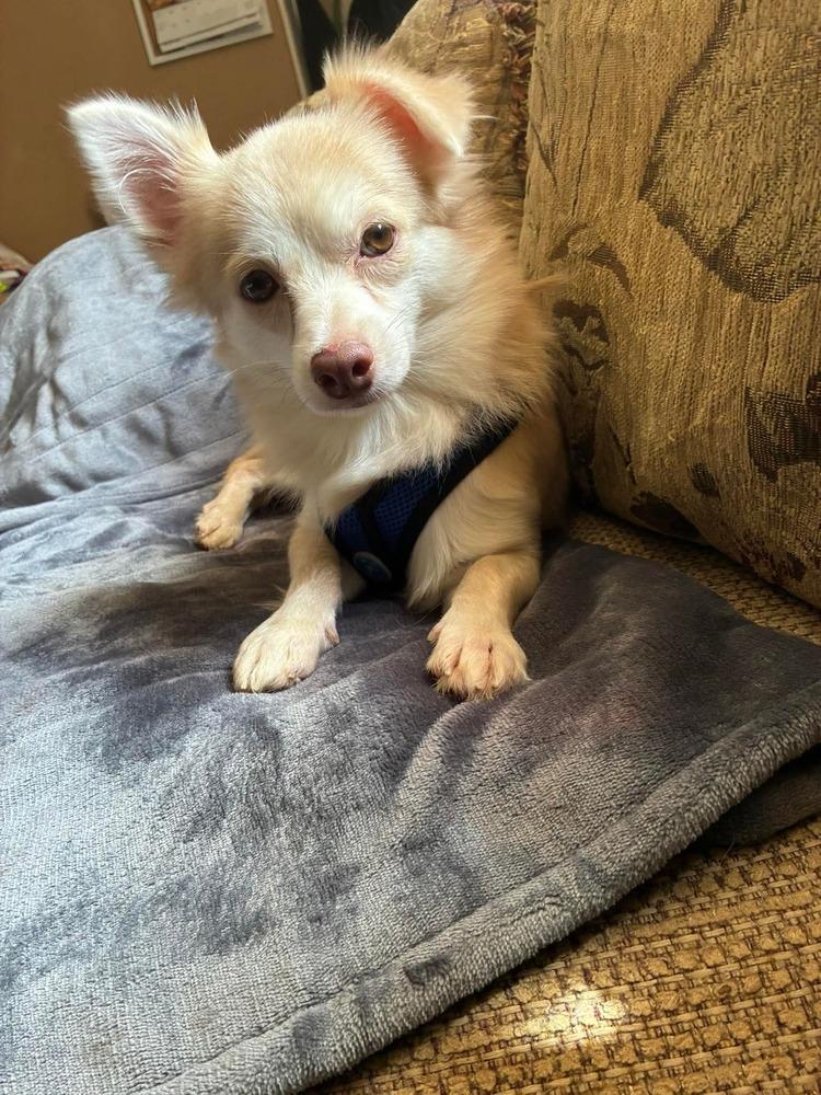 Angelo, Adoptable, Adult Male Pomeranian & Mixed Breed.