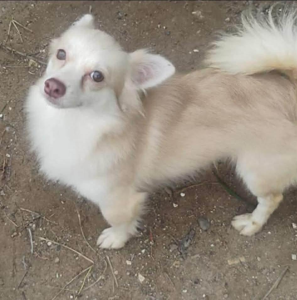 Angelo, a Adoptable mixed breed in Valley Stream, NY image 2/5