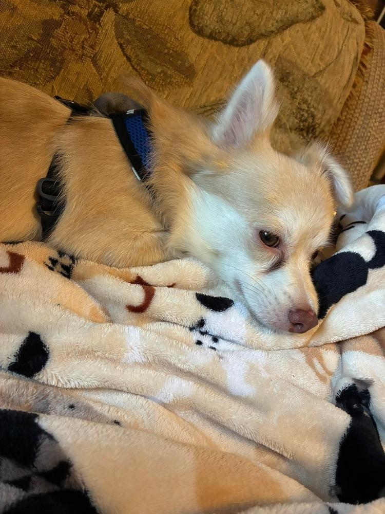 Angelo, a Adoptable mixed breed in Valley Stream, NY image 4/5