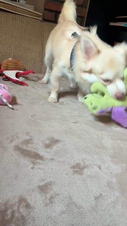 Enlarge Angelo, a Adoptable mixed breed in Valley Stream, NY video 6/6