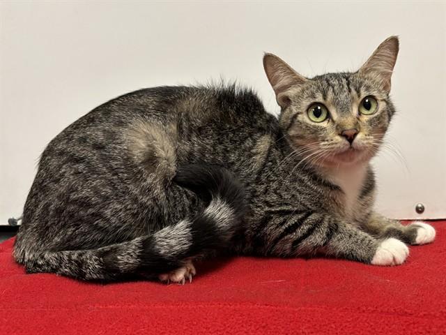 Enlarge OCEAN, a Adoptable Domestic Short Hair in Sacramento, CA image 1/1