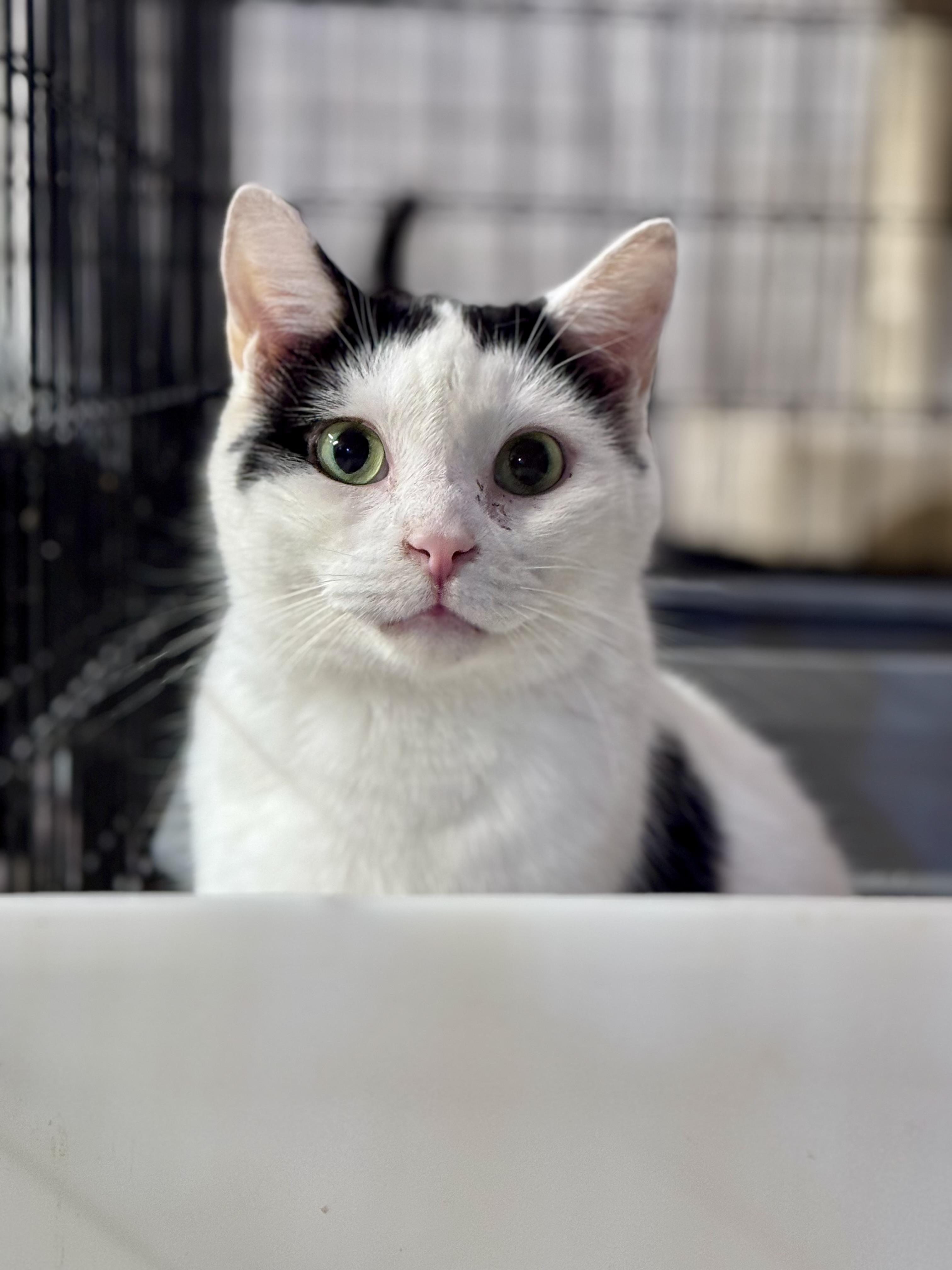 Holstein, ADOPTABLE, Adult Male Domestic Short Hair.