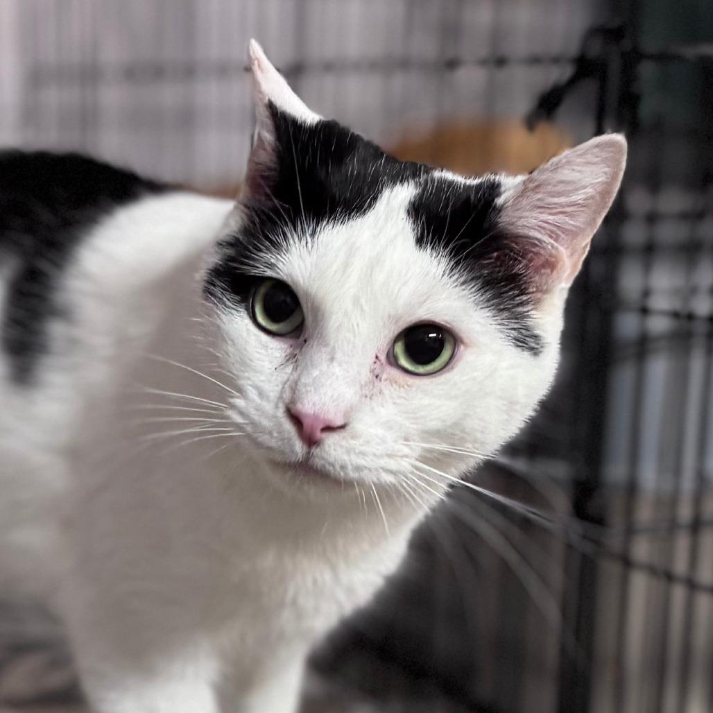 Holstein, a ADOPTABLE Domestic Short Hair in Rixeyville, VA image 2/2