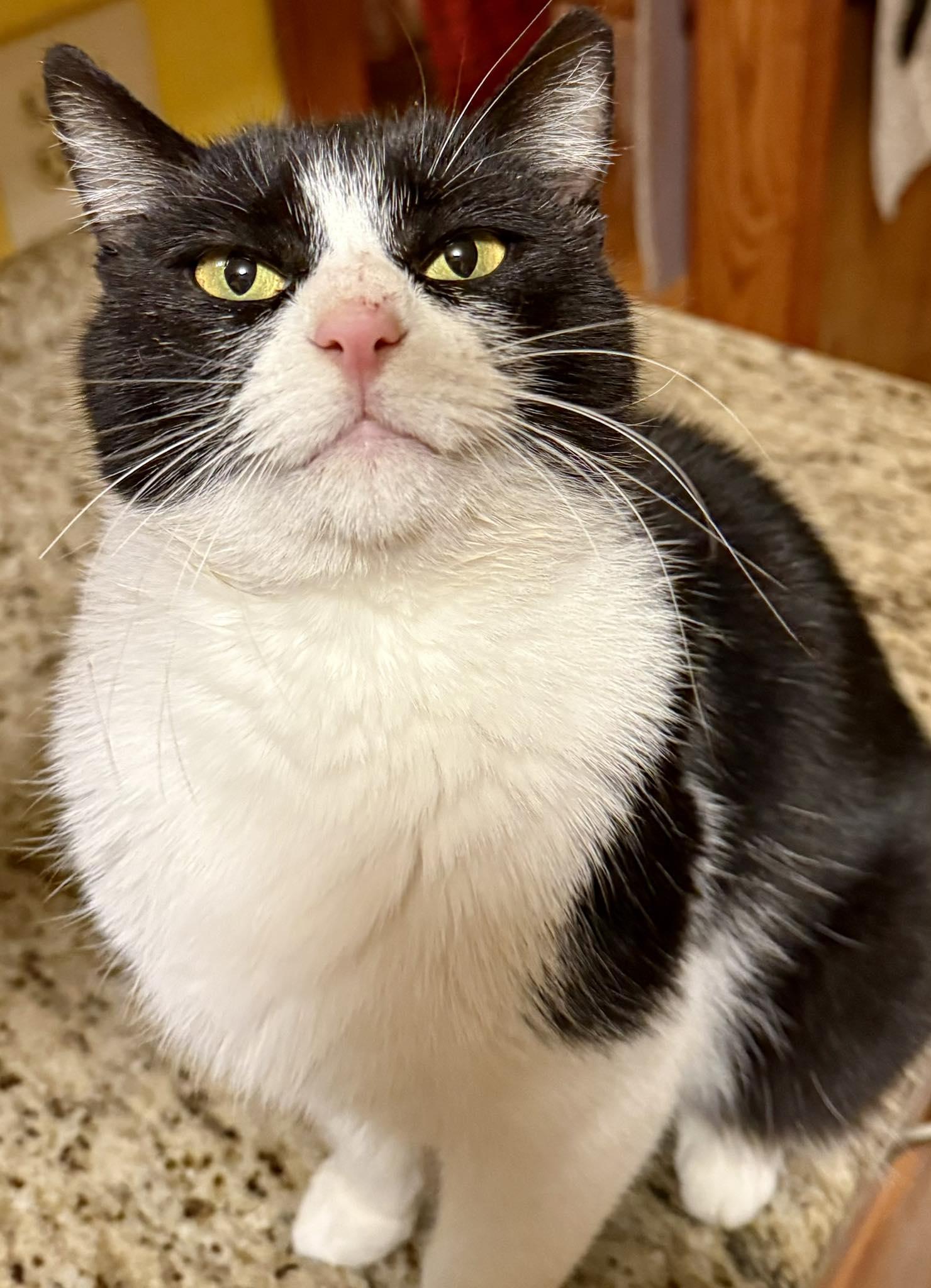 Enlarge Shawna, a ADOPTABLE Domestic Short Hair in Webster, NY image 1/1