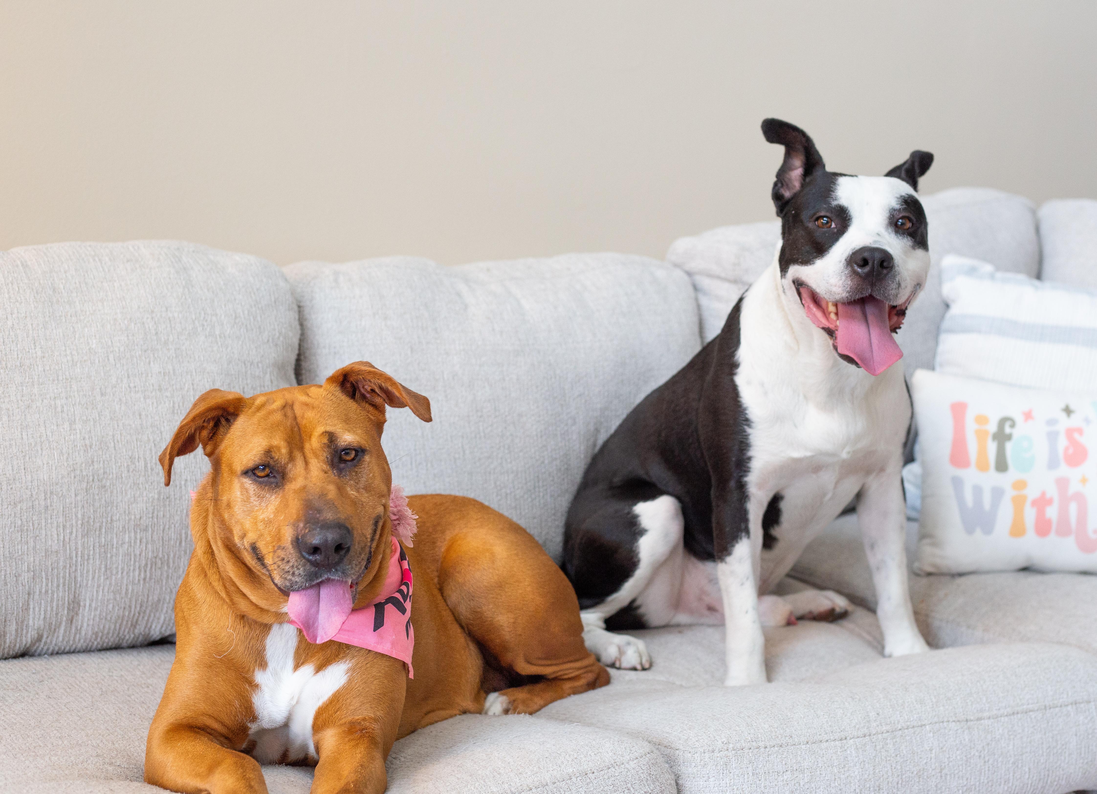 Enlarge Hugo, a ADOPTABLE Mixed Breed in tampa, FL image 4/6