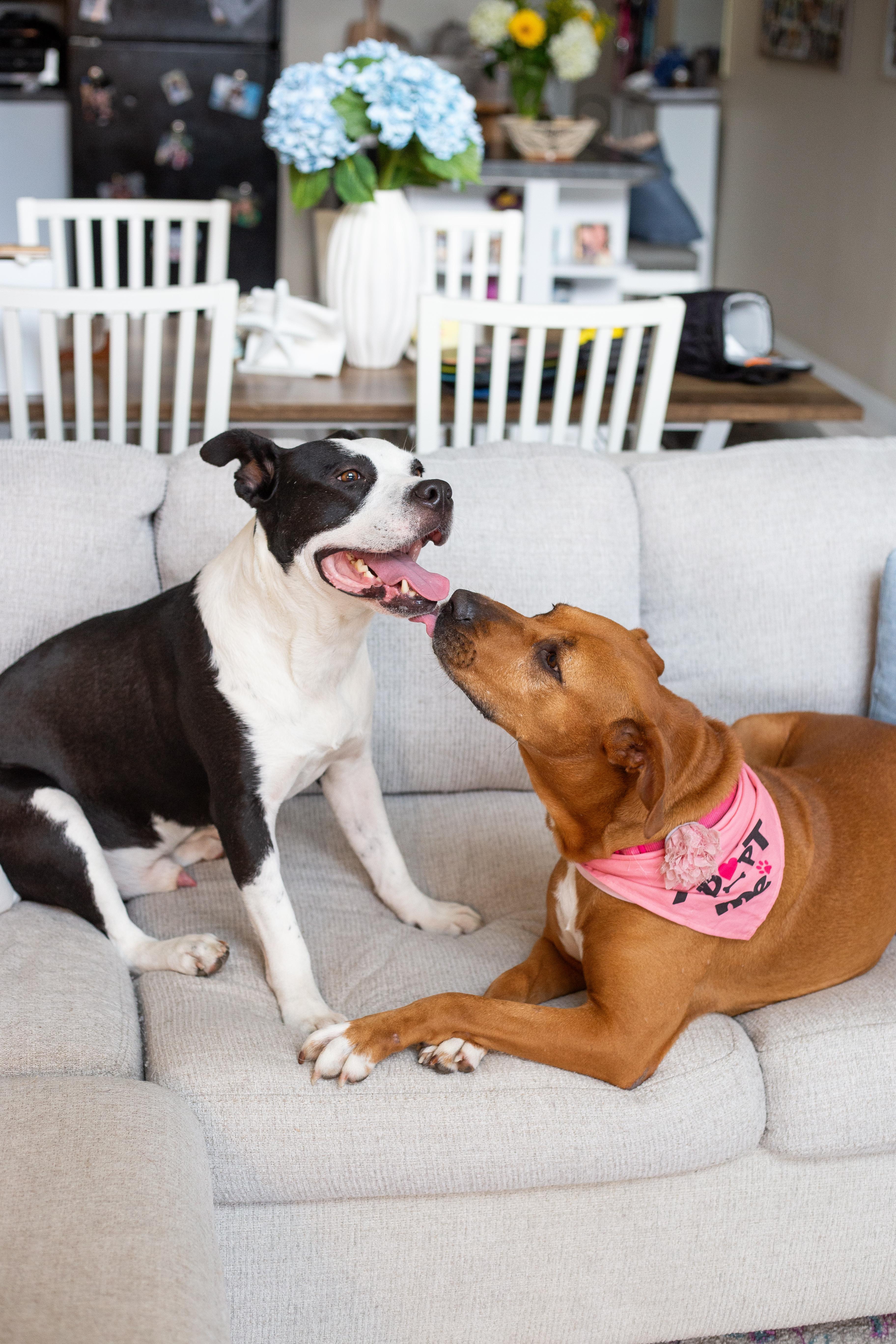 Enlarge Hugo, a ADOPTABLE Mixed Breed in tampa, FL image 5/6