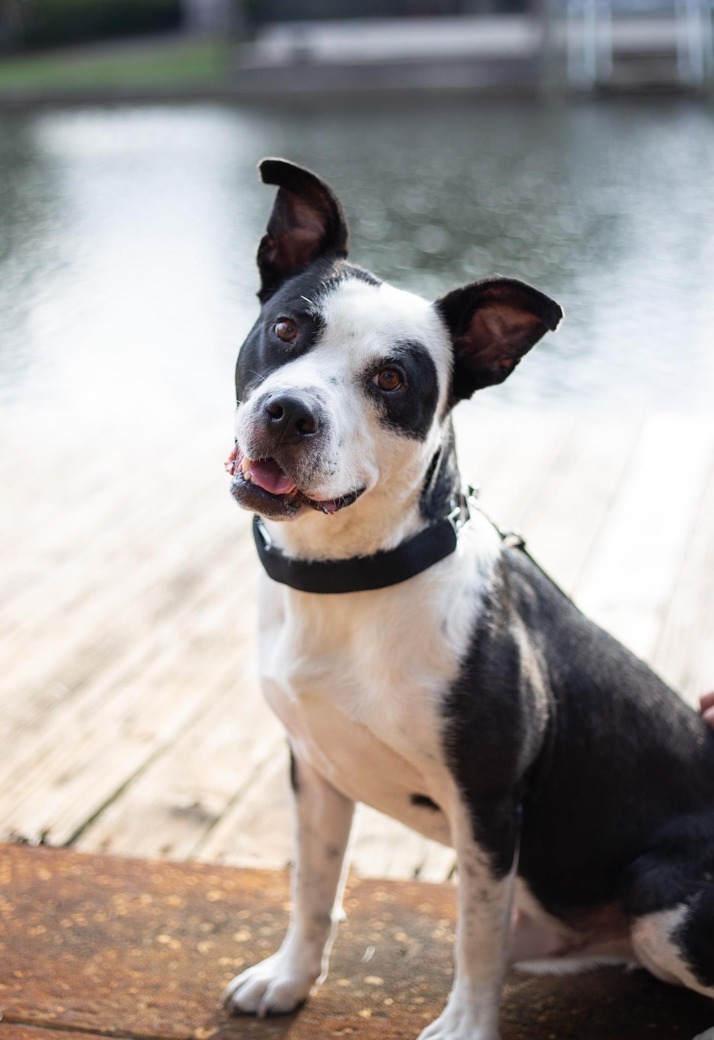 Hugo, ADOPTABLE, Adult Male Mixed Breed.