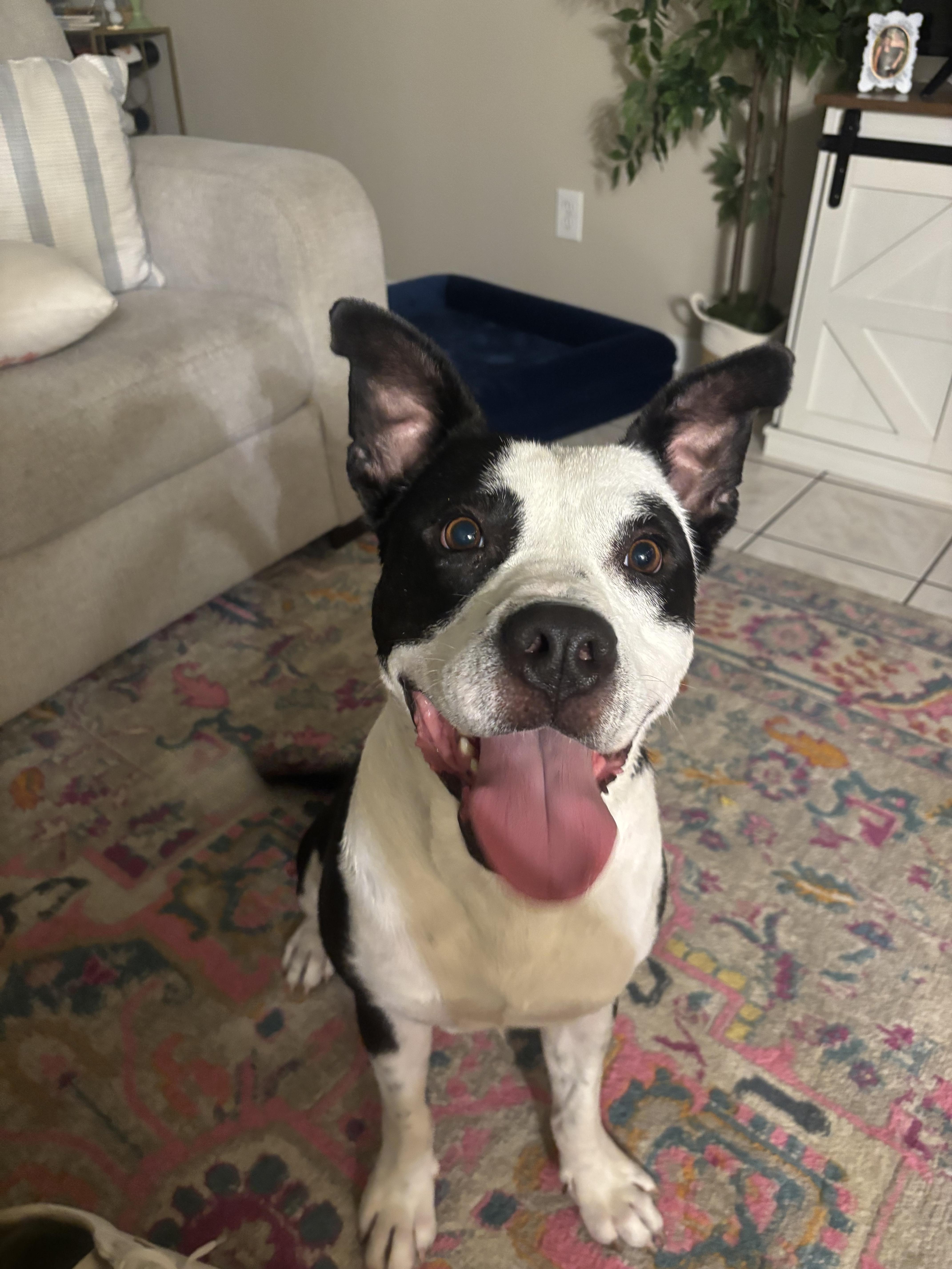 Enlarge Hugo, a ADOPTABLE Mixed Breed in tampa, FL image 3/3