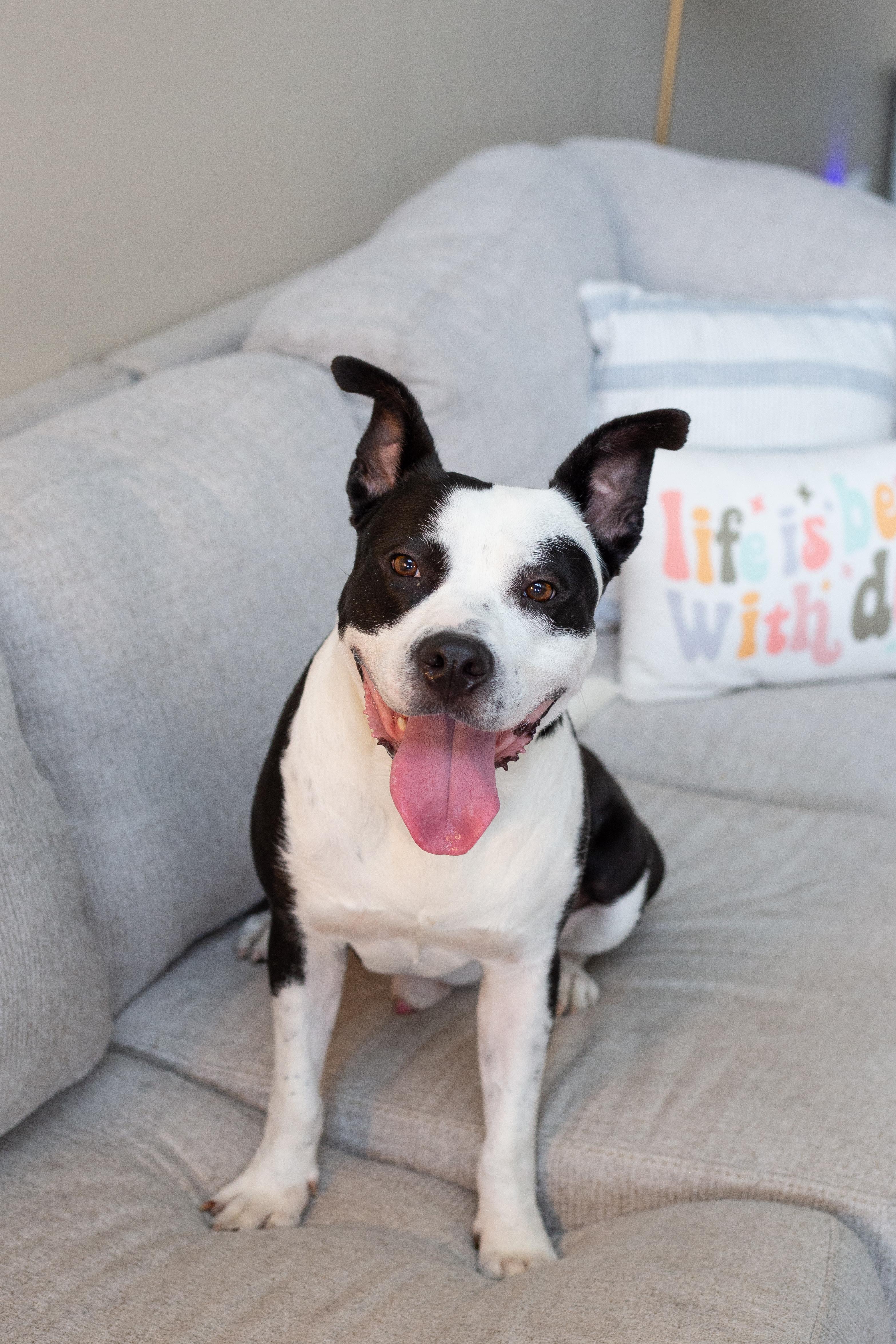 Enlarge Hugo, a ADOPTABLE Mixed Breed in tampa, FL image 1/6