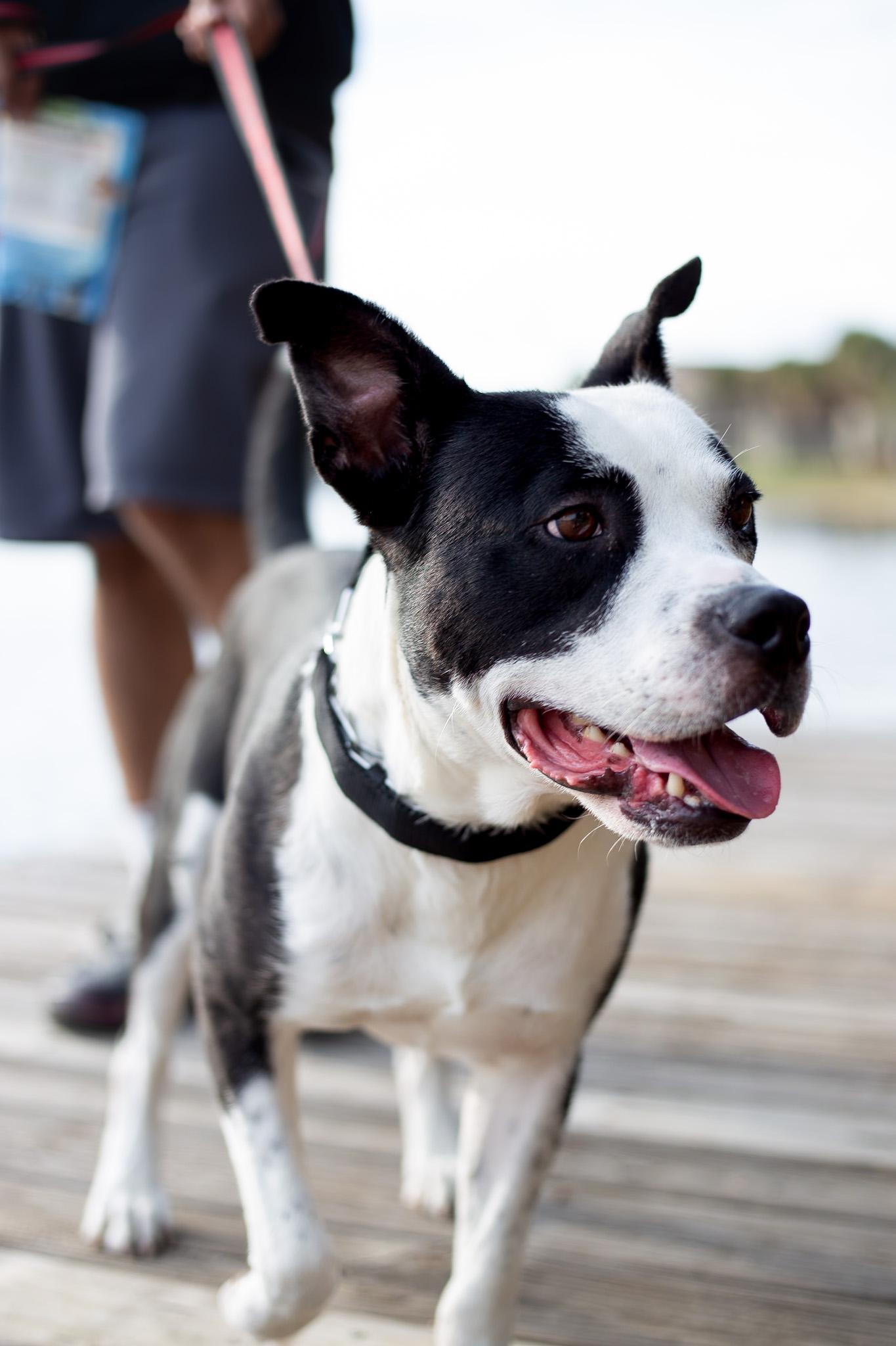 Enlarge Hugo, a ADOPTABLE Mixed Breed in tampa, FL image 2/3