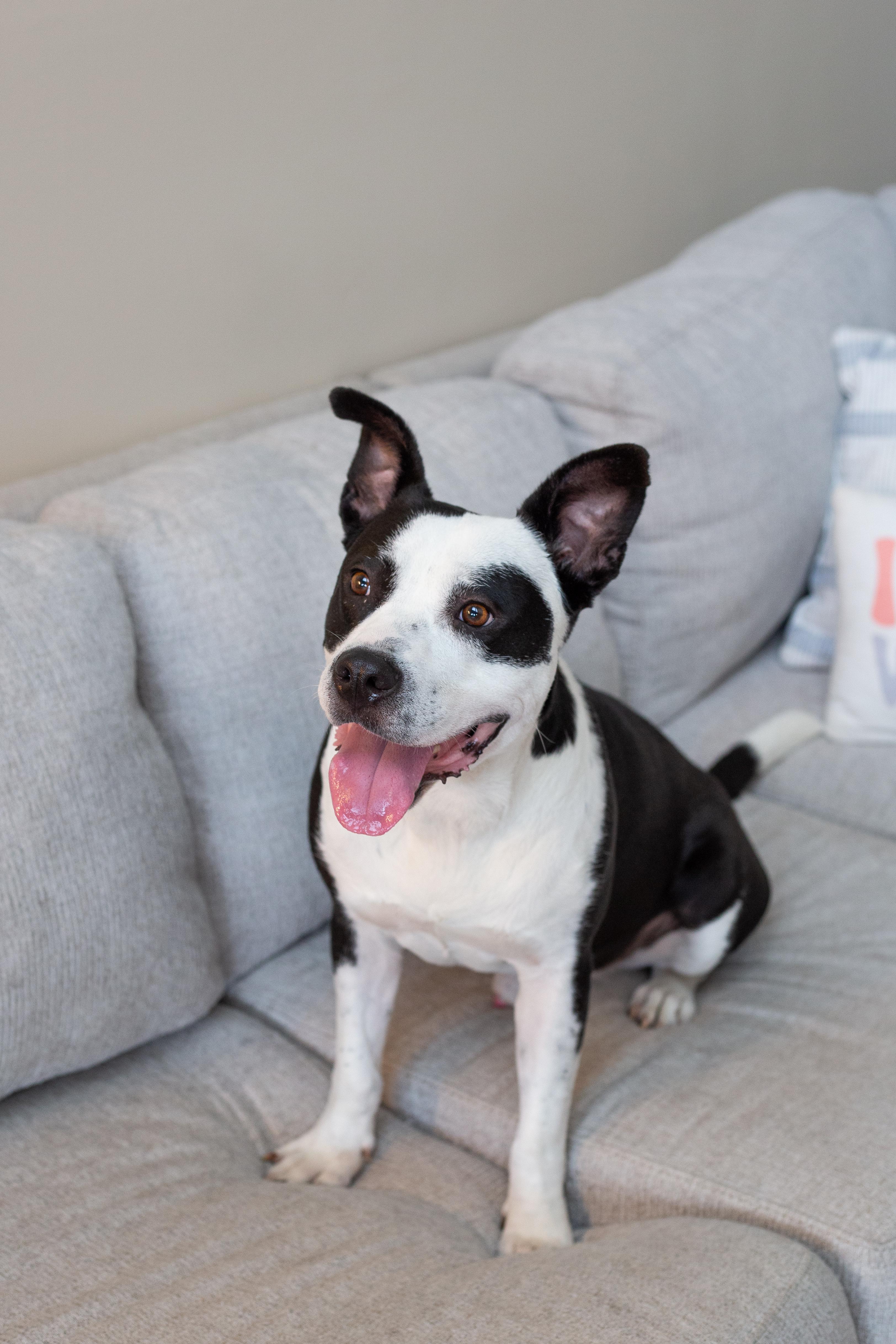 Enlarge Hugo, a ADOPTABLE Mixed Breed in tampa, FL image 6/6