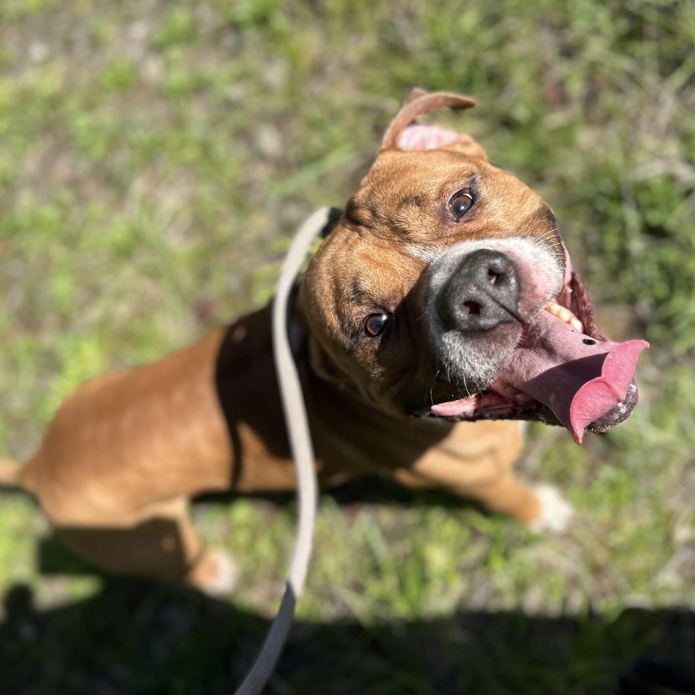 Enlarge Kenai, a Adoptable mixed breed in Bellingham, WA image 2/6