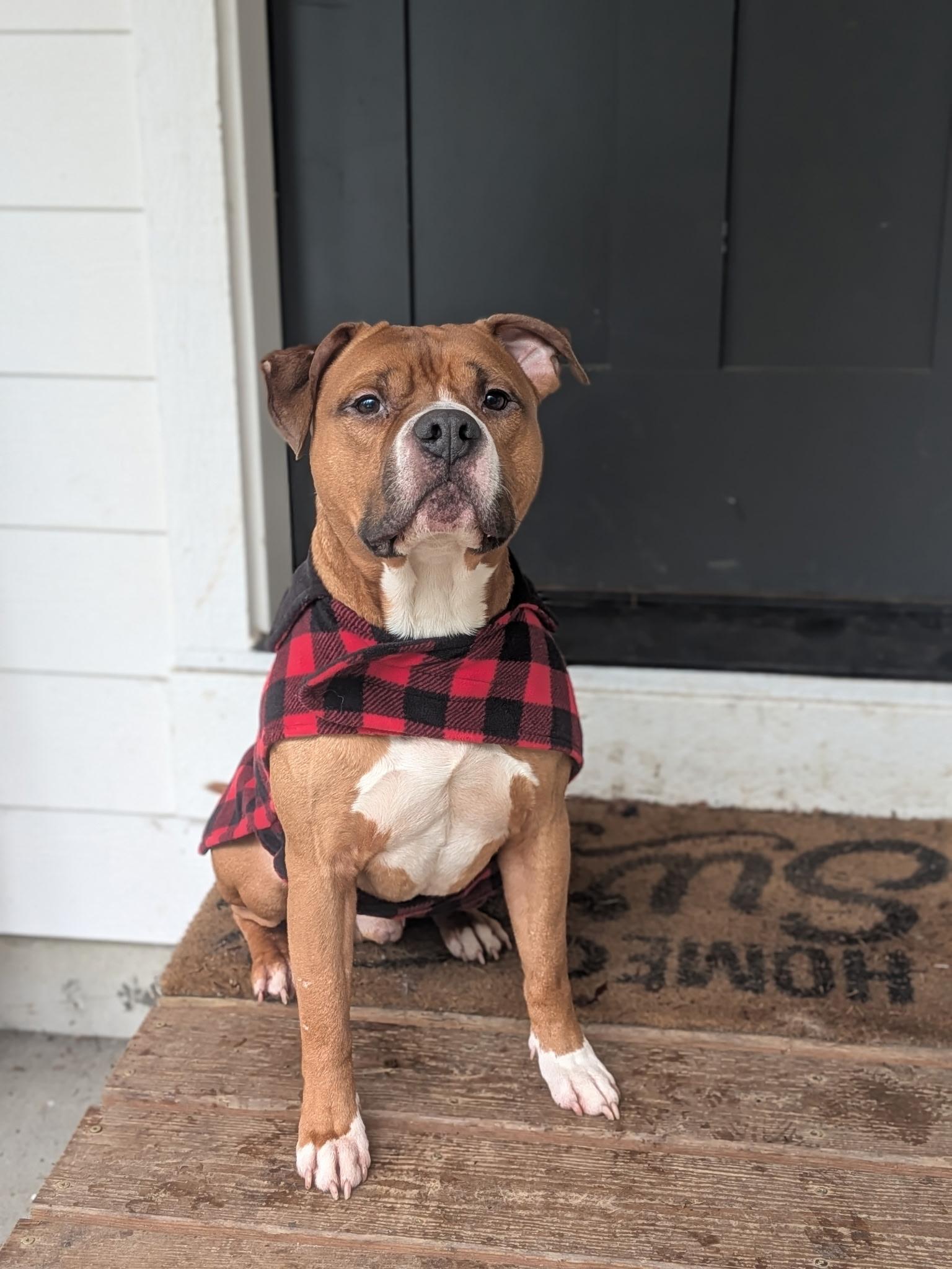 Enlarge Kenai, a Adoptable mixed breed in Bellingham, WA image 4/6