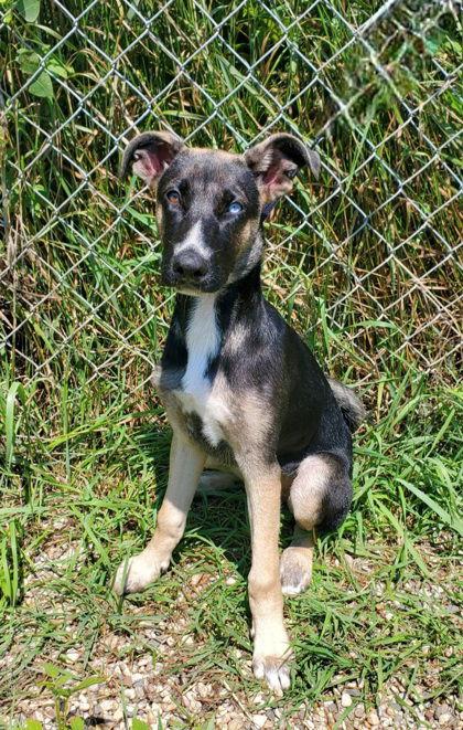 Marble (6780), Adopted, Puppy Female Mixed Breed.