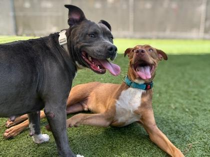 Pecan Turtle Brownie, Adoptable, Adult Male American Bulldog & Mixed Breed.
