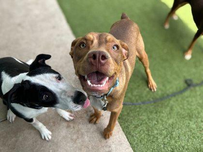 Pecan Turtle Brownie, a Adoptable mixed breed in Gainesville, FL image 2/3
