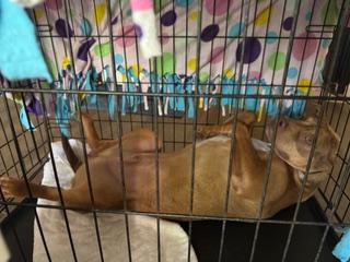 Pecan Turtle Brownie, a Adoptable mixed breed in Gainesville, FL image 3/3