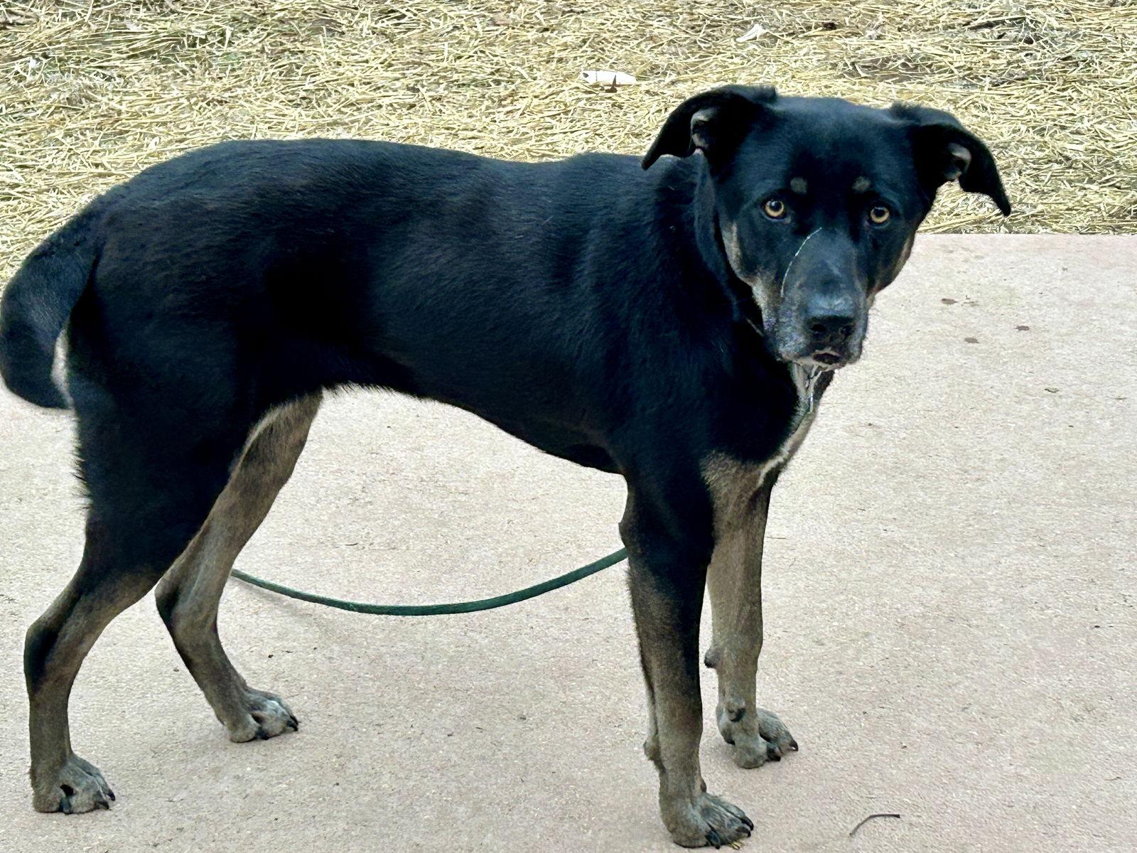 Ivy, Adoptable, Adult Female Labrador Retriever.