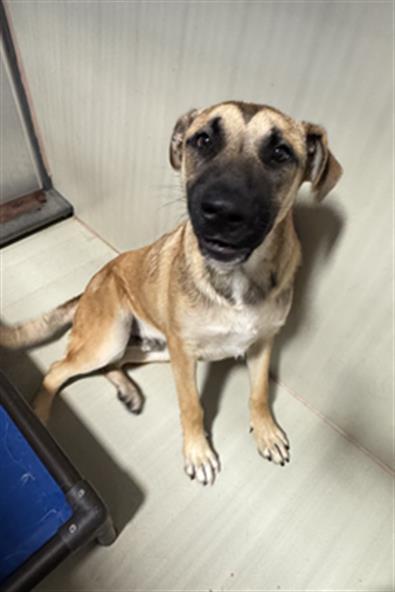 Enlarge Bear - STAFF FAVORITE, an adoptable mixed breed in Thousand Oaks, CA image 2/2