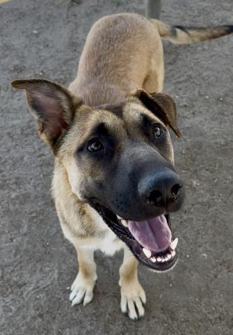 Bear - STAFF FAVORITE, adoptable, Young Male Shepherd.