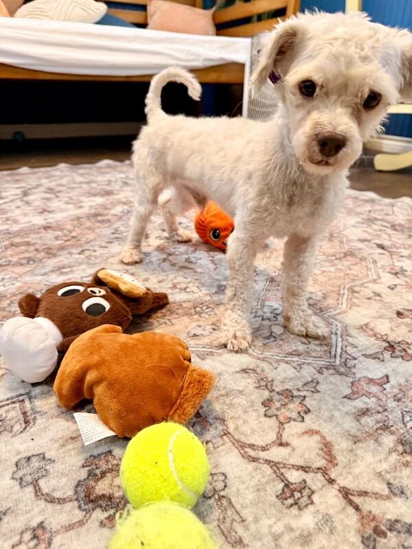 Chino Love — thumbnail 5