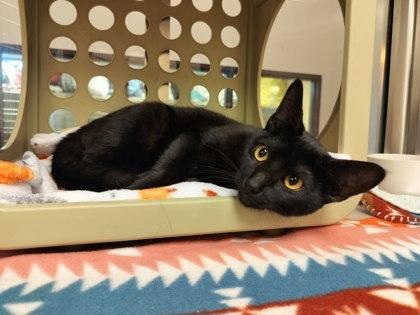 Eclipse, Adoptable, Adult Male Domestic Short Hair & Domestic Short Hair.