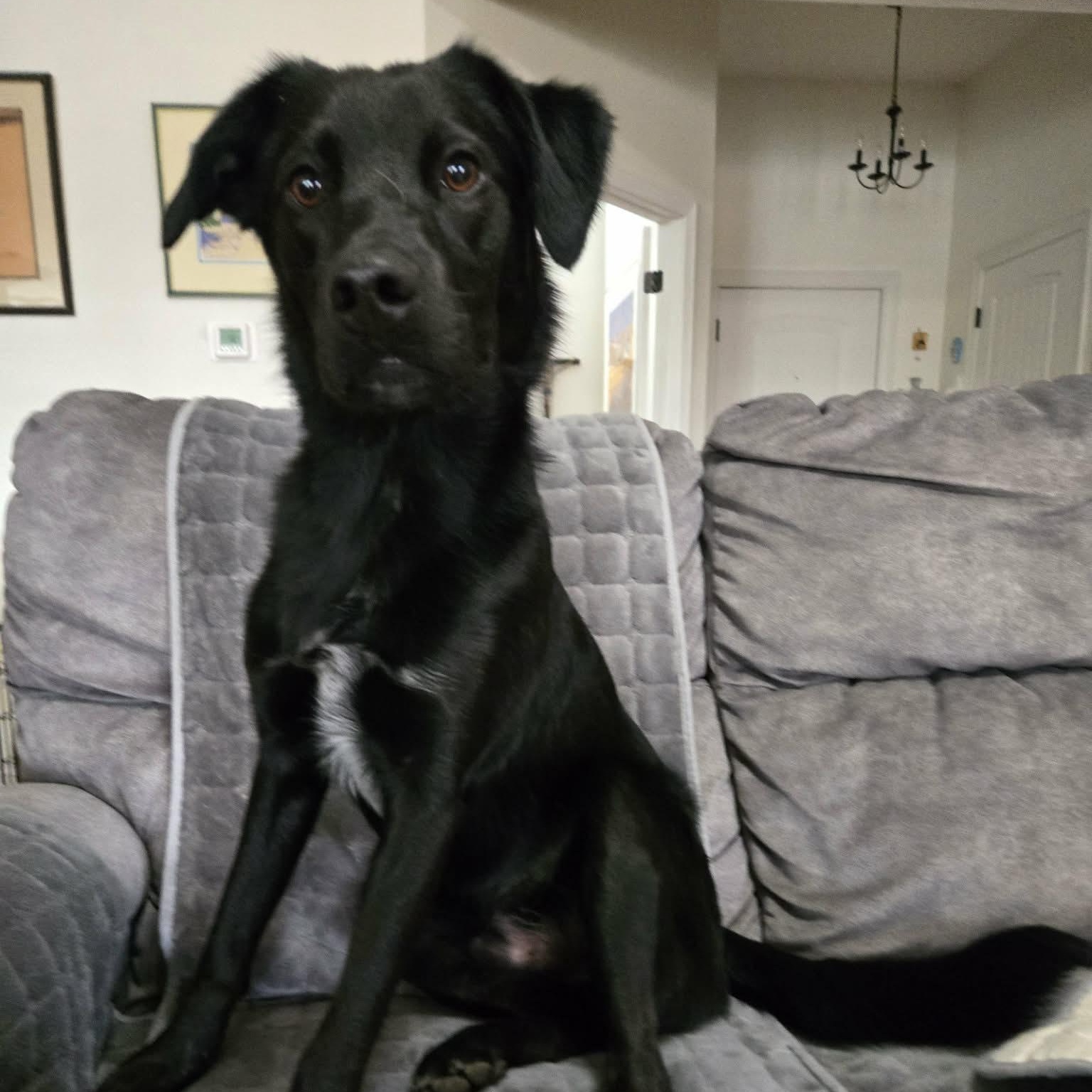 Paladin — thumbnail 4