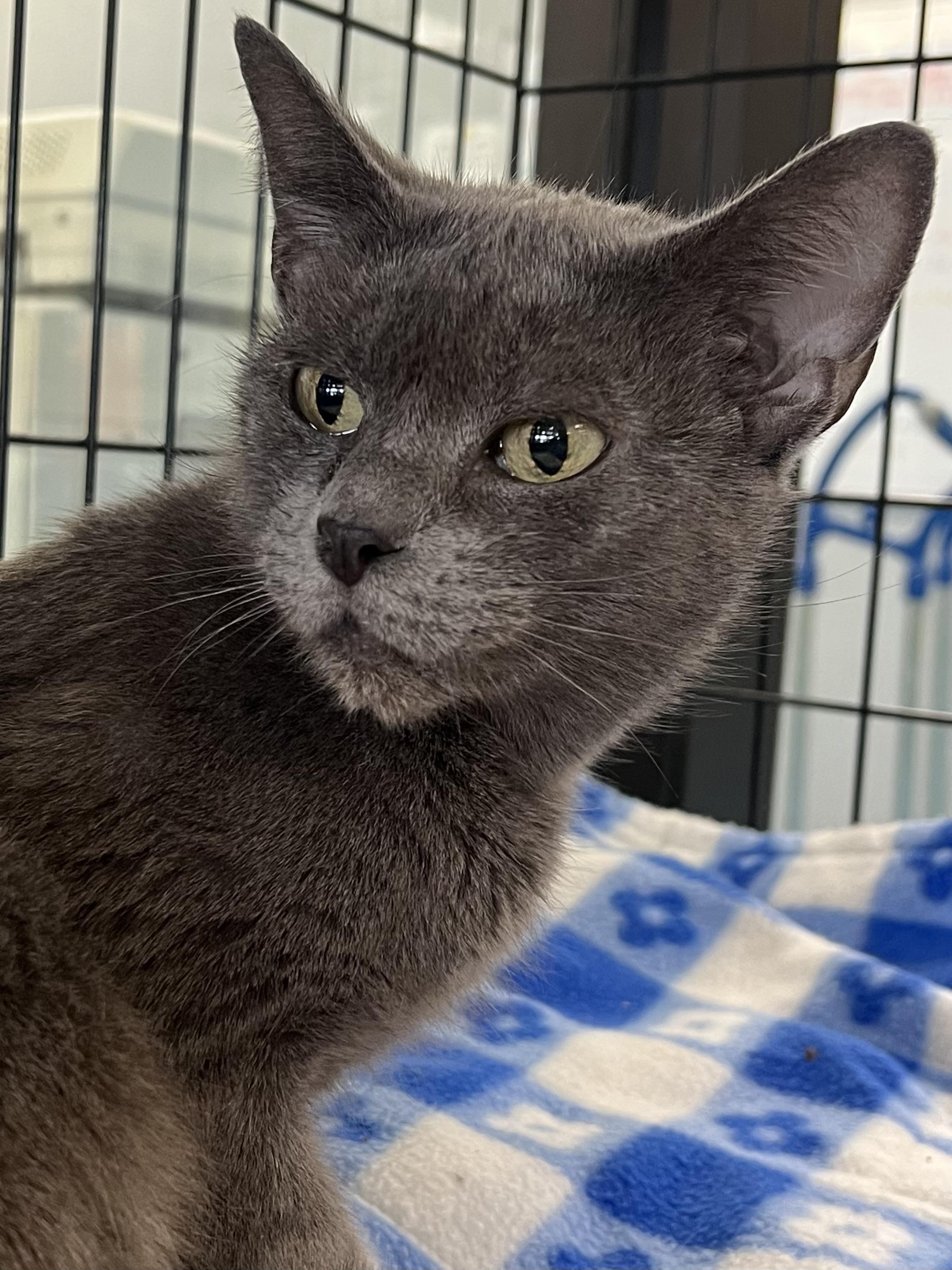 Lucy, a Adoptable Domestic Short Hair in Johnston, RI image 1/6