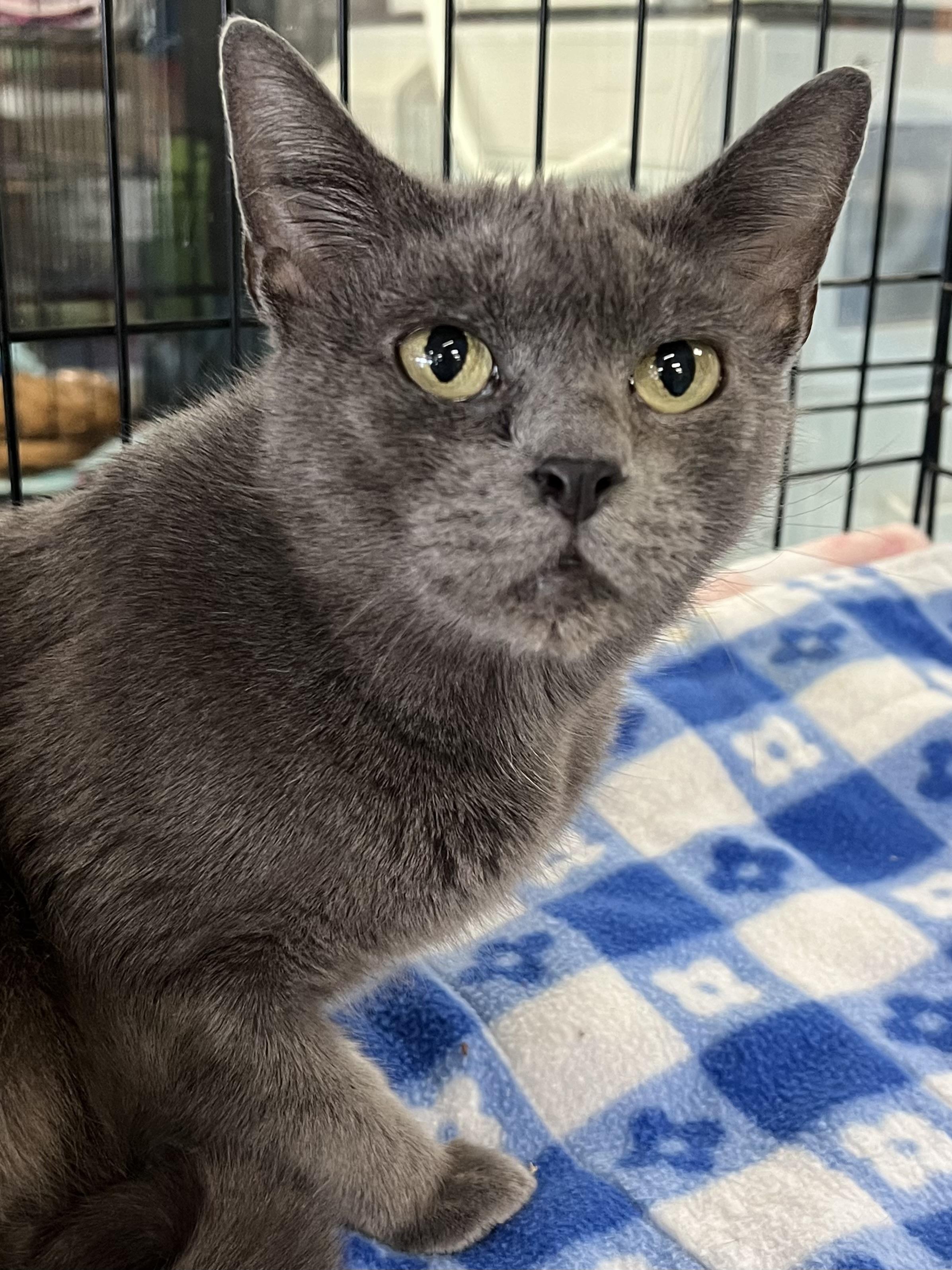 Lucy, a Adoptable Domestic Short Hair in Johnston, RI image 2/6