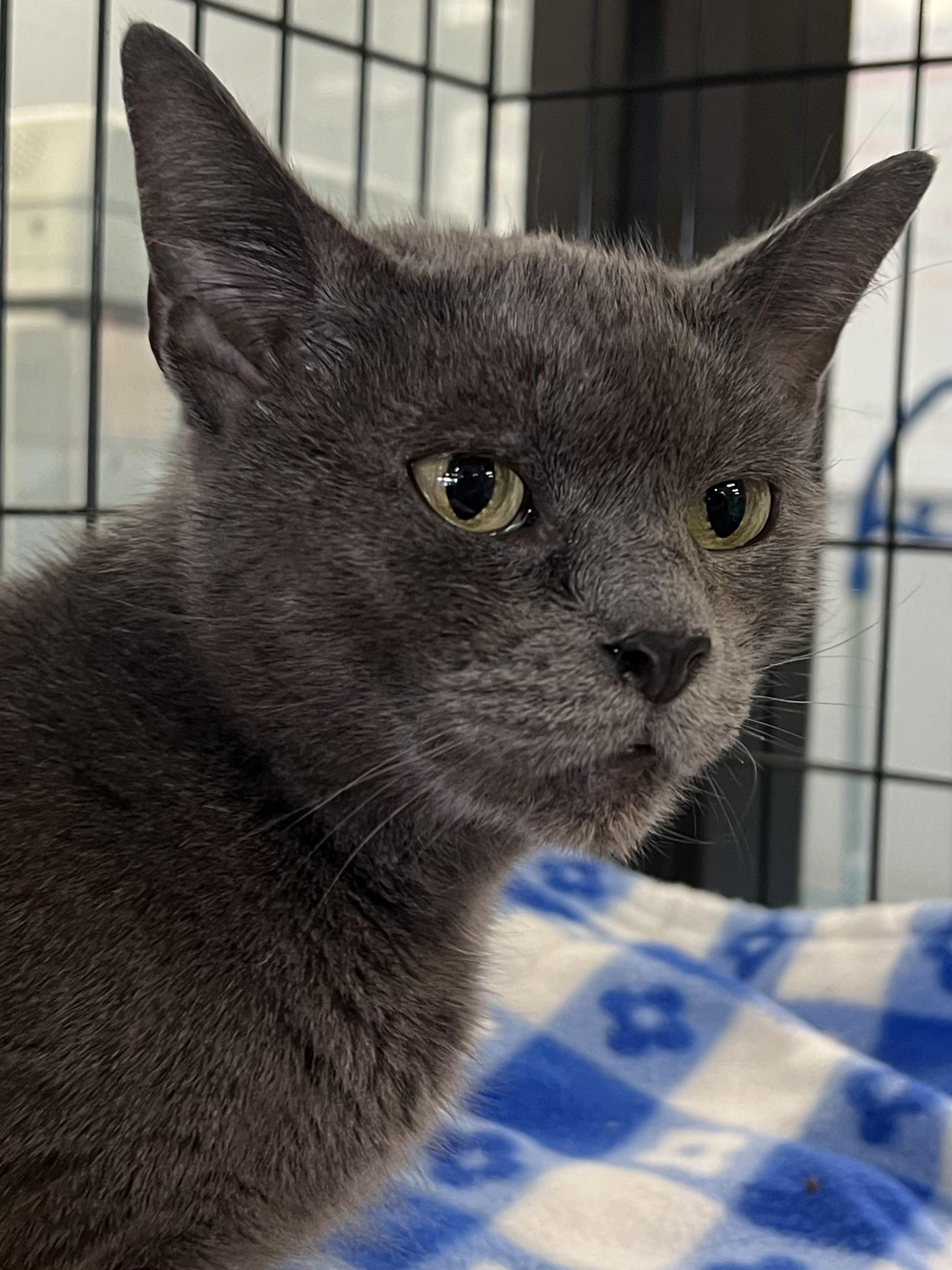 Lucy, a Adoptable Domestic Short Hair in Johnston, RI image 3/6